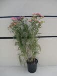 Achillea millefolium 'Summer Pastel'