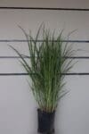Andropogon gerardii