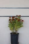 Helenium autumnale