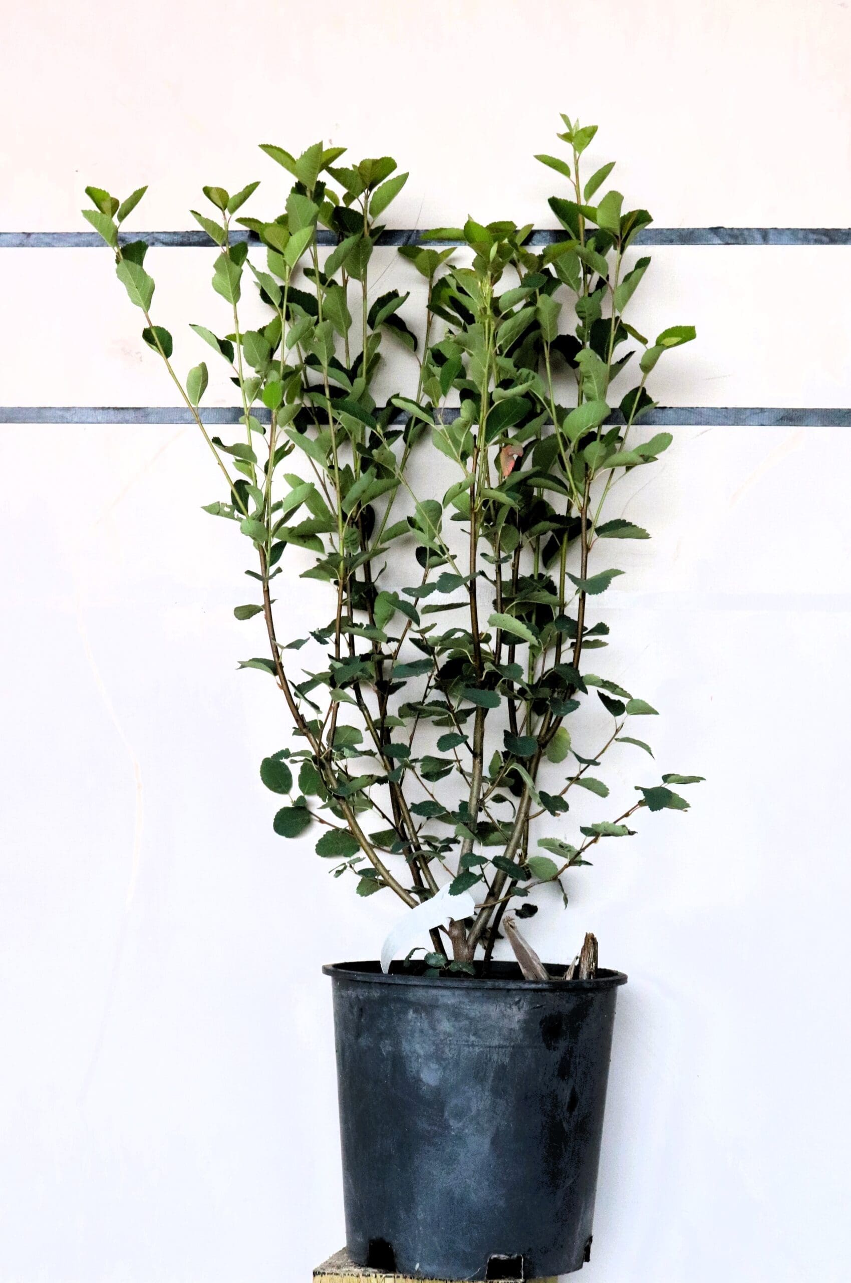 Amelanchier alnifolia