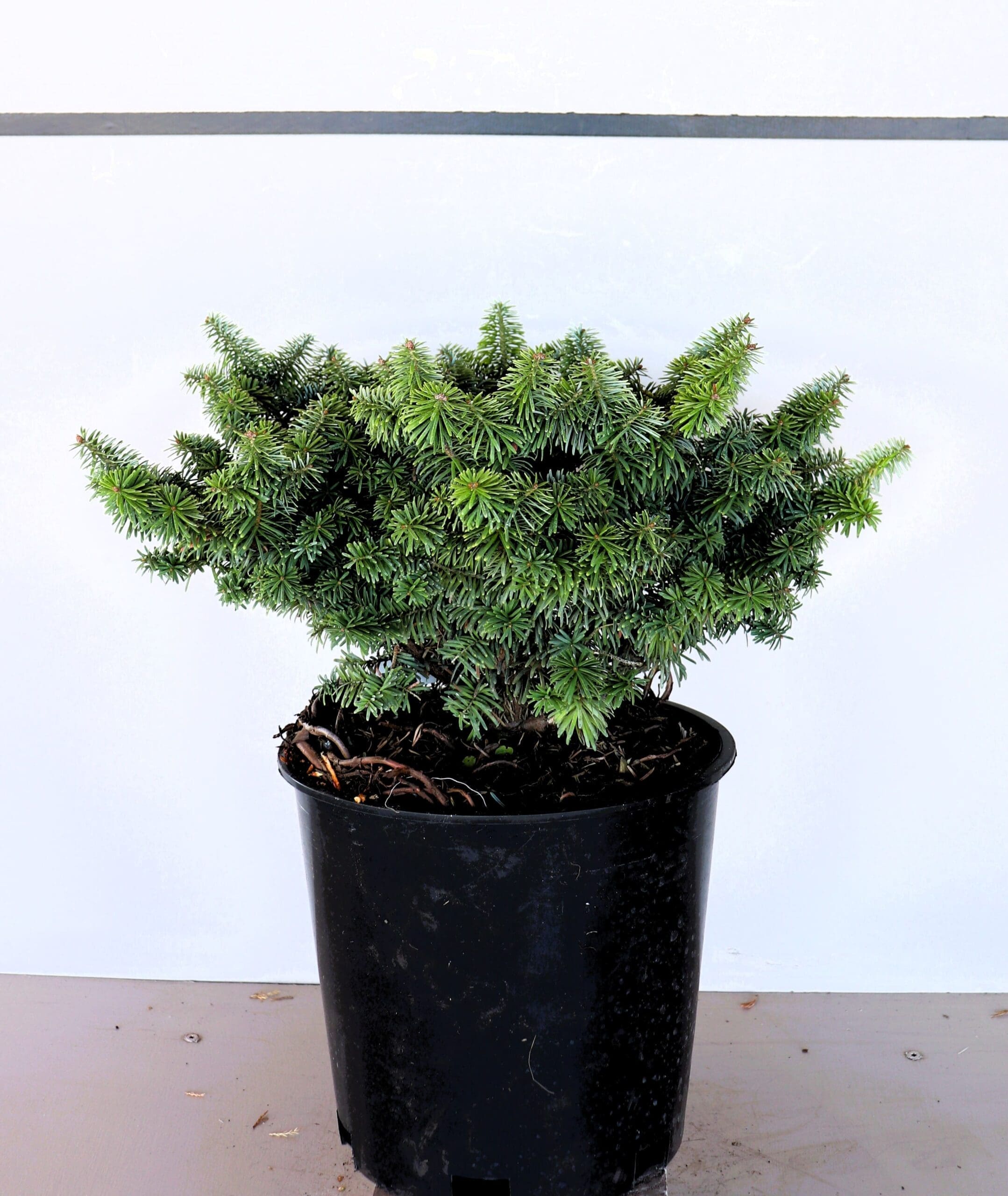 Abies balsamea 'Nana'