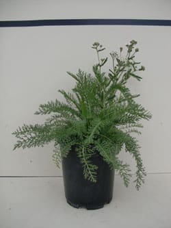 Achillea millefolium - Common White Yarrow