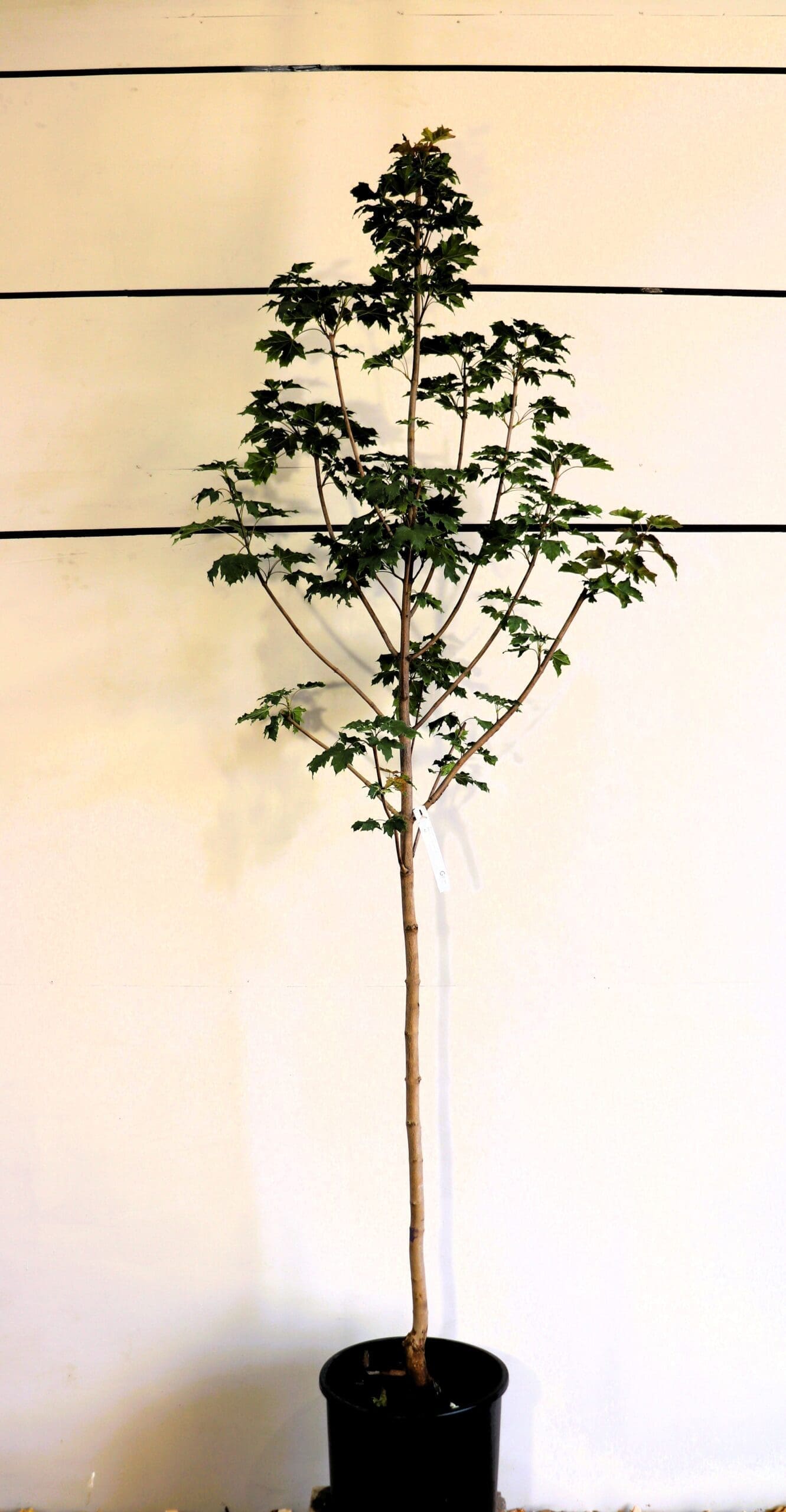Acer platanoides 'Pond'