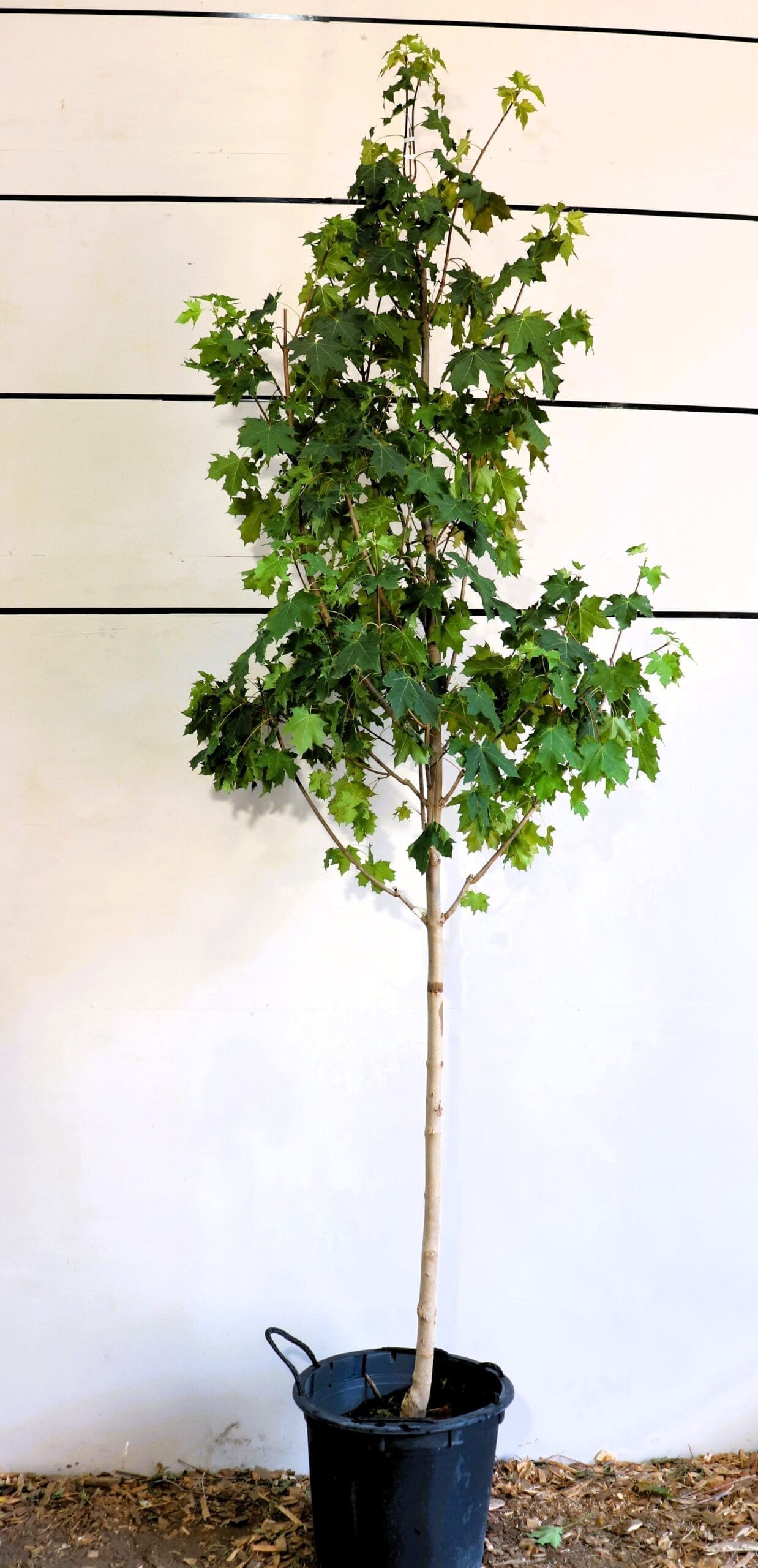 Acer platanoides 'Pond'