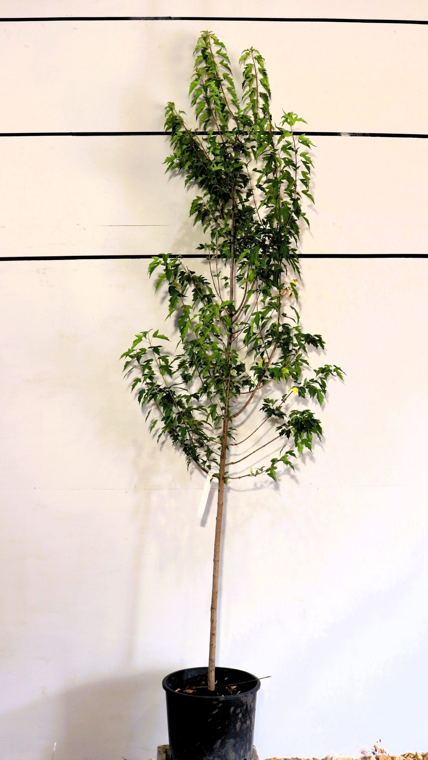 Acer ginnala S/S