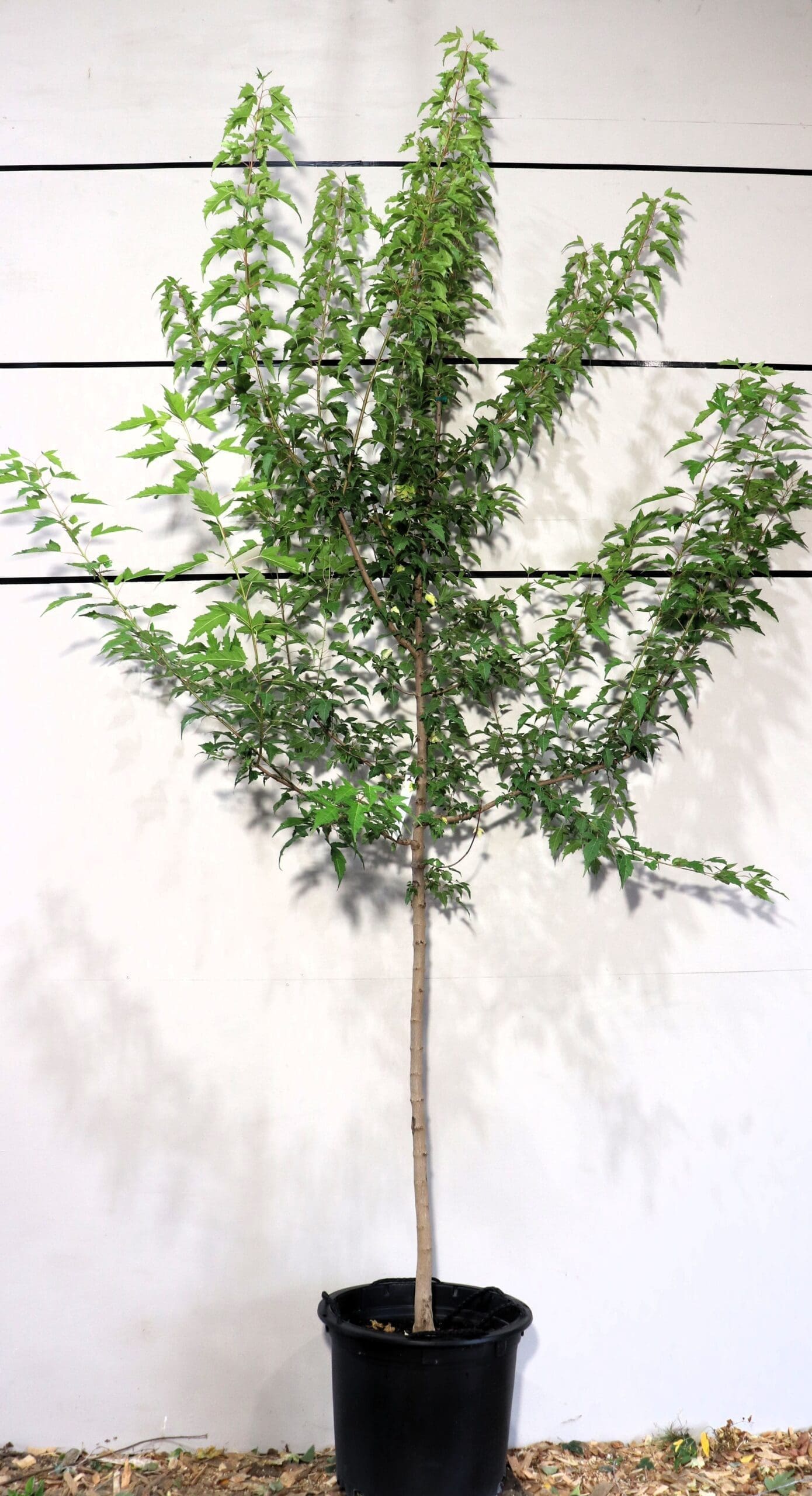 Acer ginnala S/S