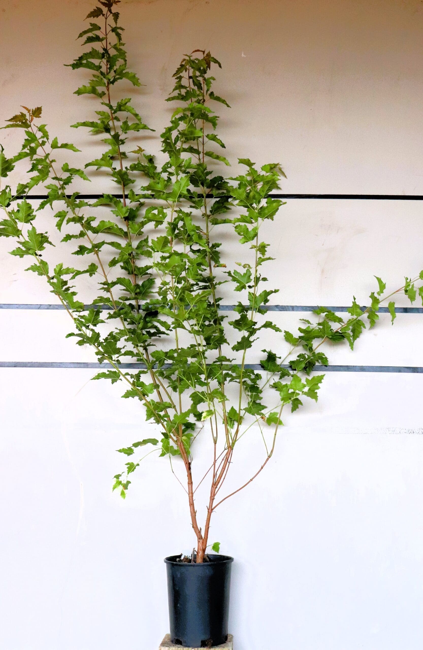 Acer ginnala M/S