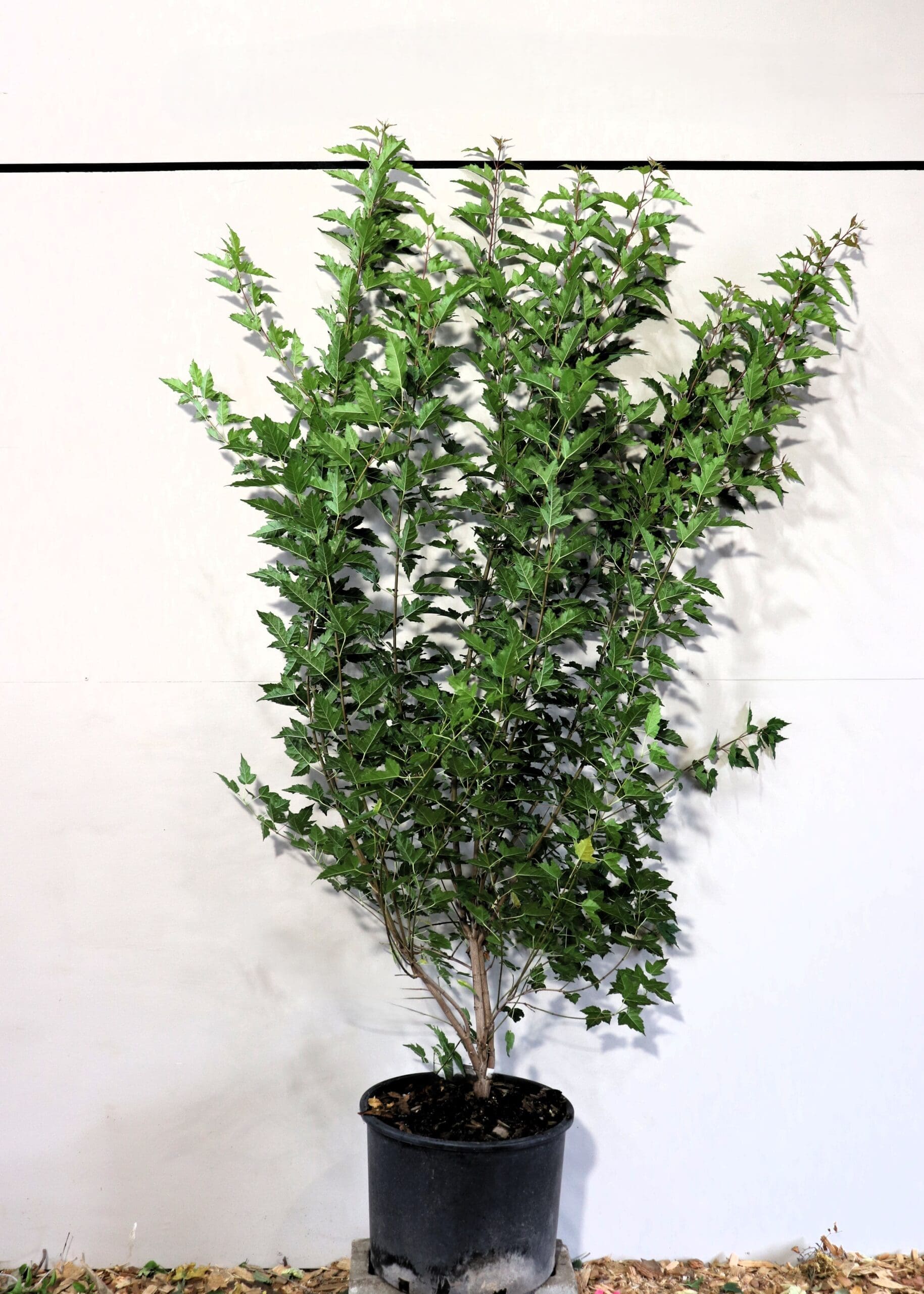 Acer ginnala M/S