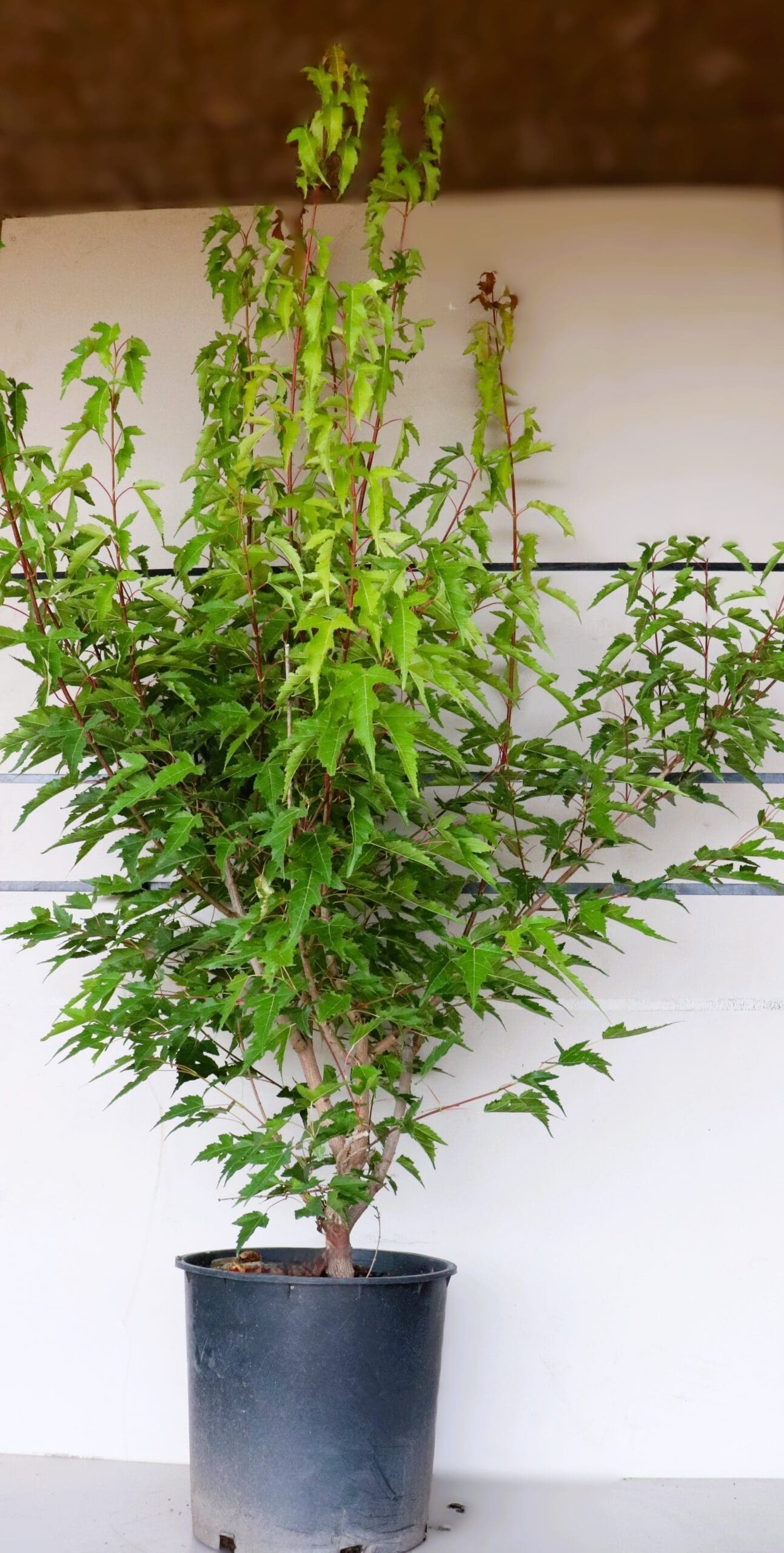 Acer ginnala 'Bailey Compact'