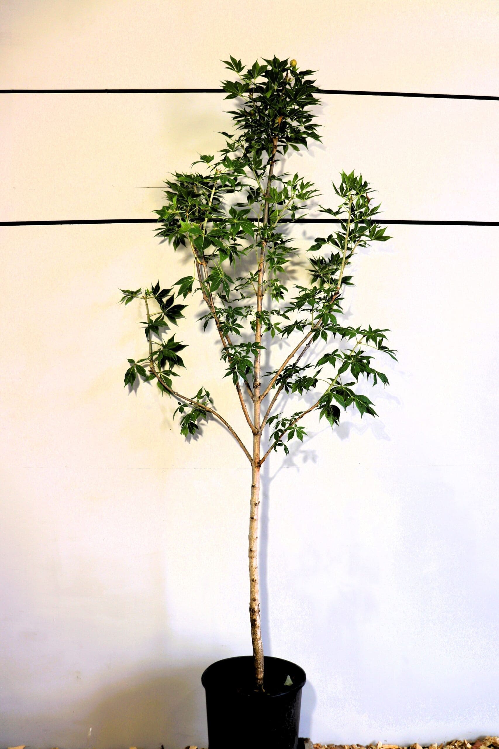 Aesculus glabra