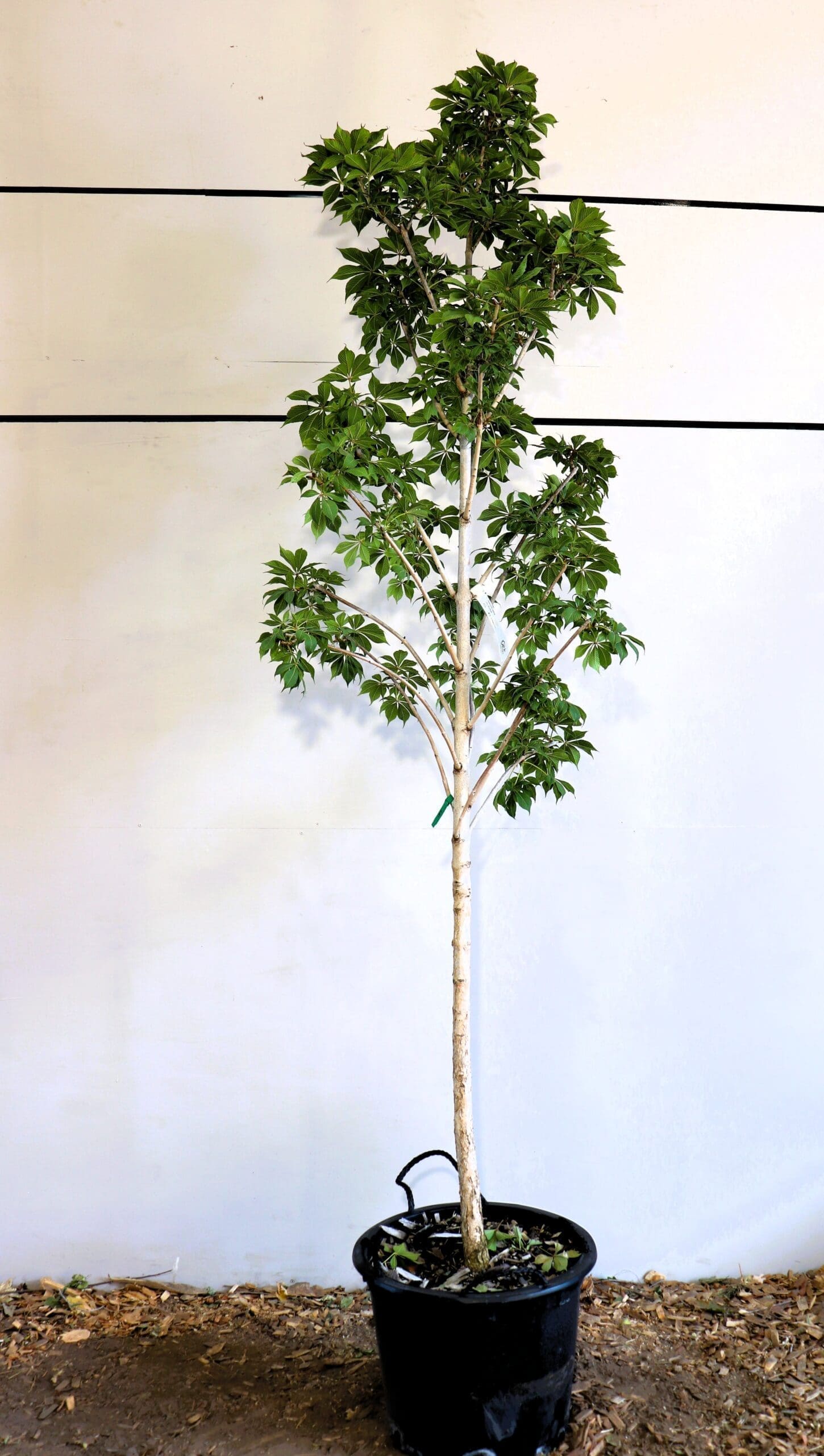 Aesculus glabra