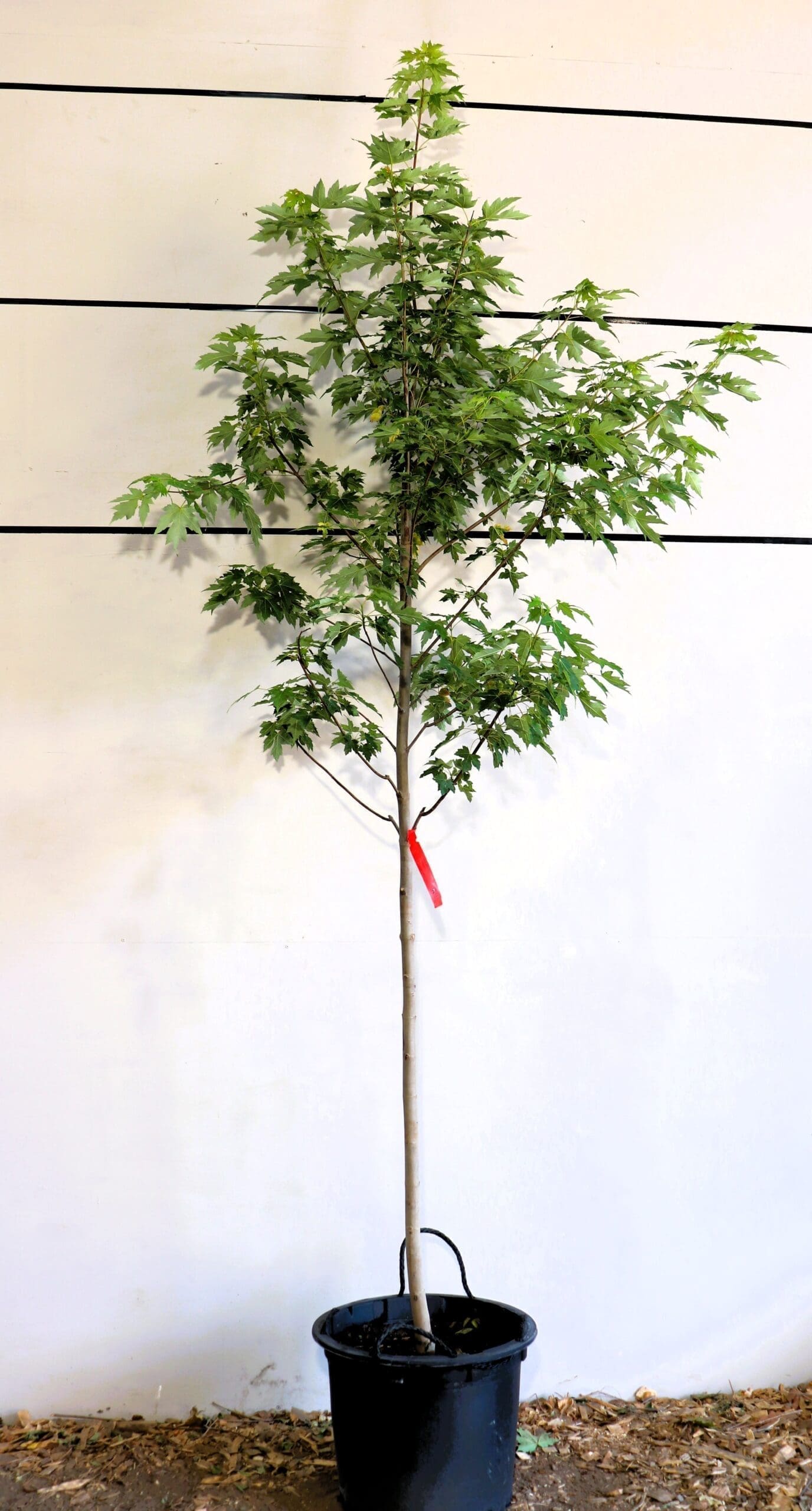 Acer x freemanii 'Jeffersred'