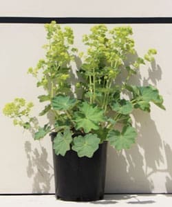Alchemilla mollis 'Thriller' - Thriller Lady's Mantle