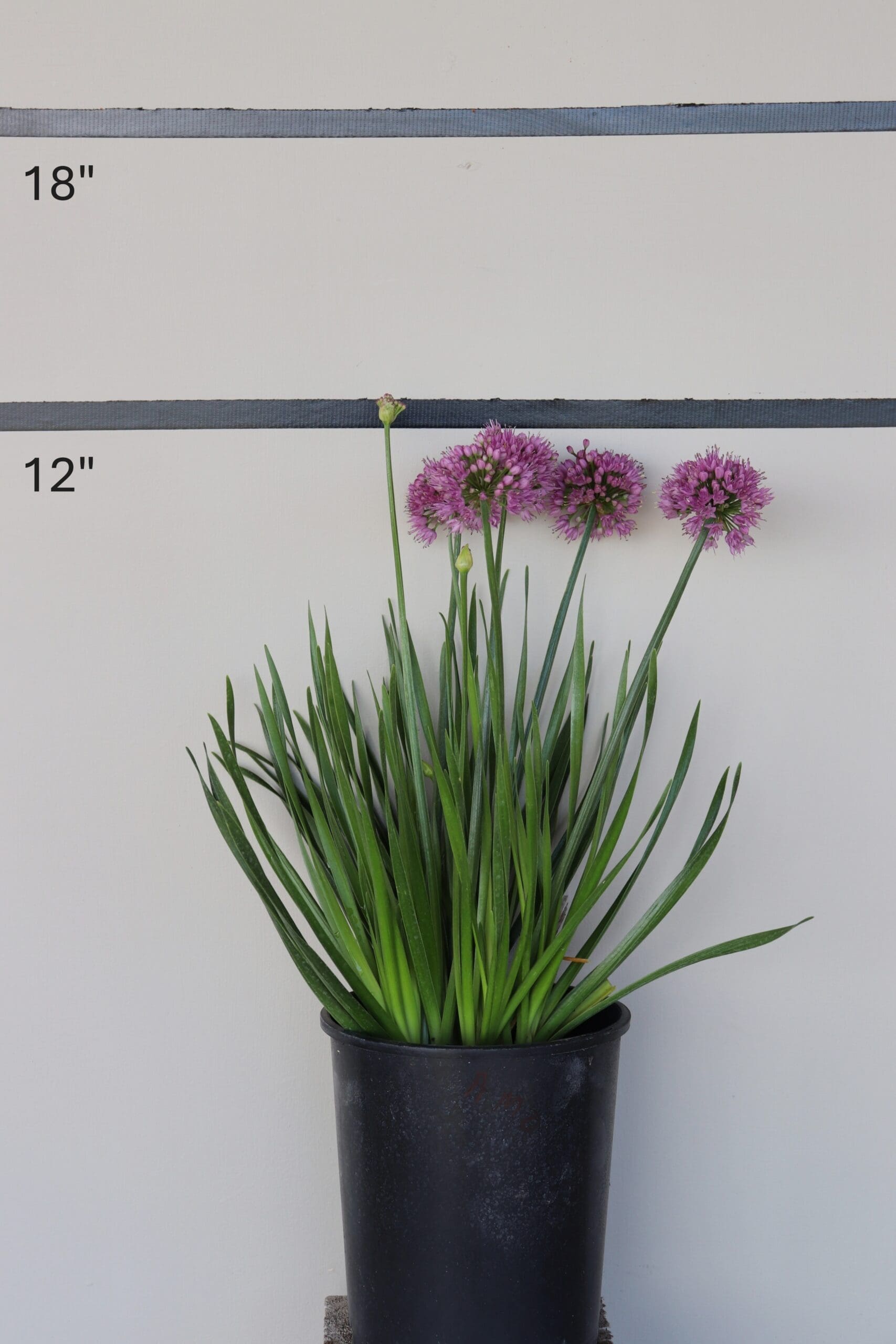 Allium 'Millenium' - Pink Ornamental Onion