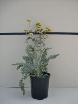 Achillea x 'Moonshine' - Moonshine Yarrow
