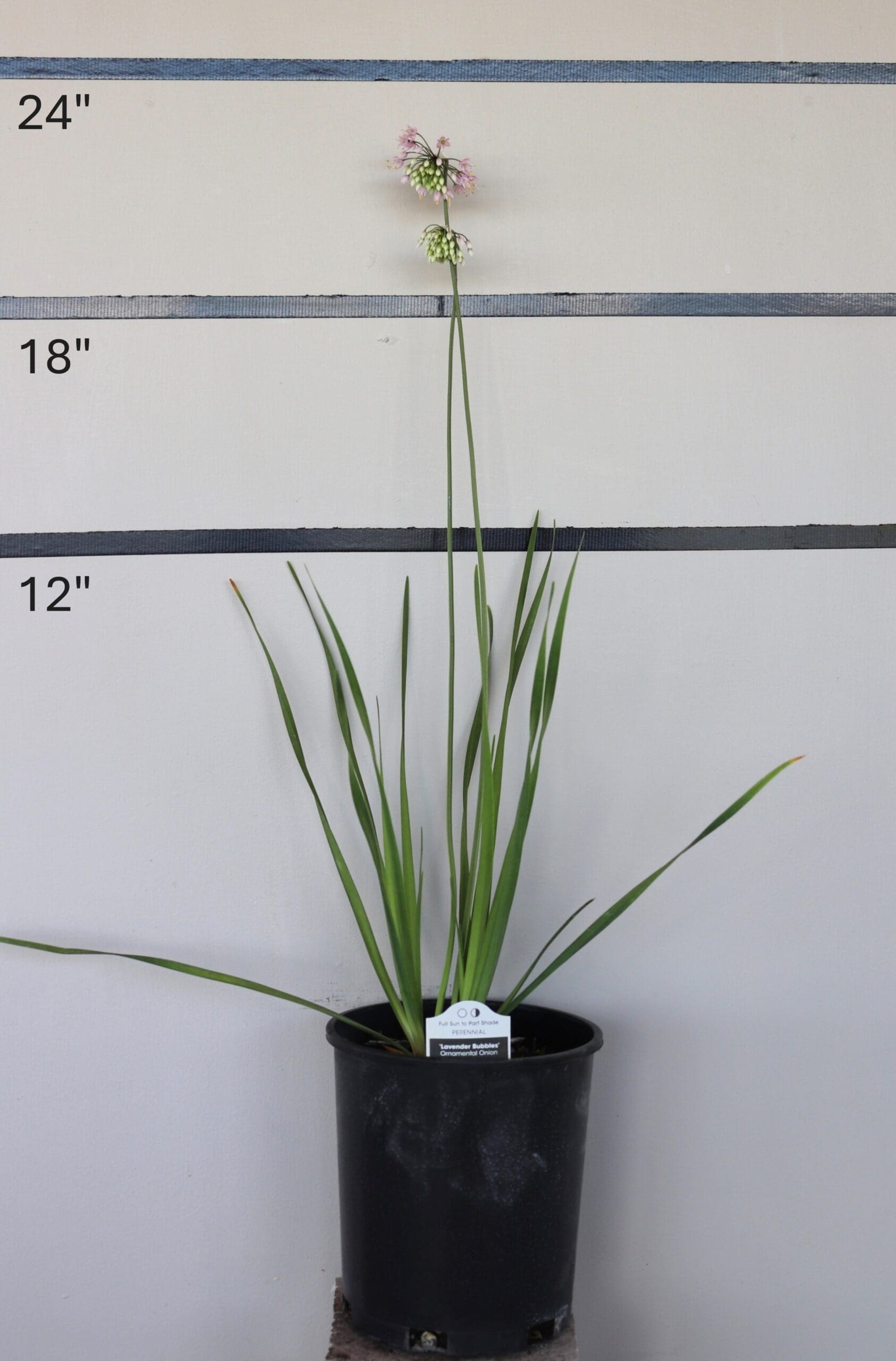 Allium cernuum - Nodding Onion