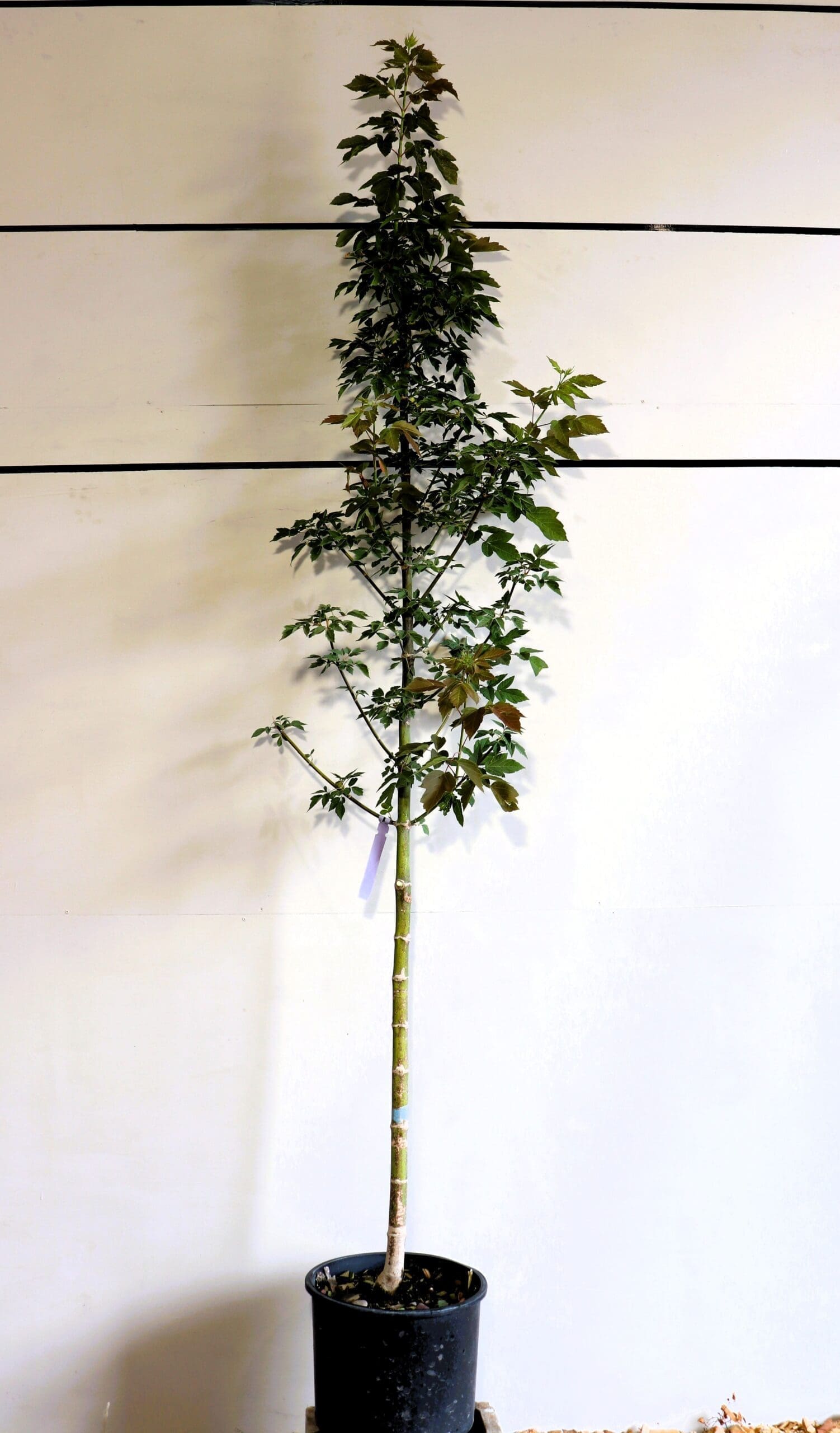 Acer negundo 'Sensation'