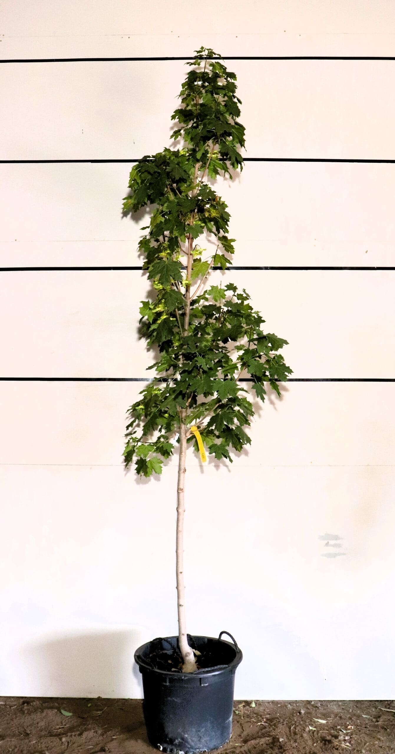 Acer platanoides 'Helena'