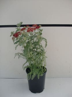 Achillea x 'Paprika' - Paprika Yarrow
