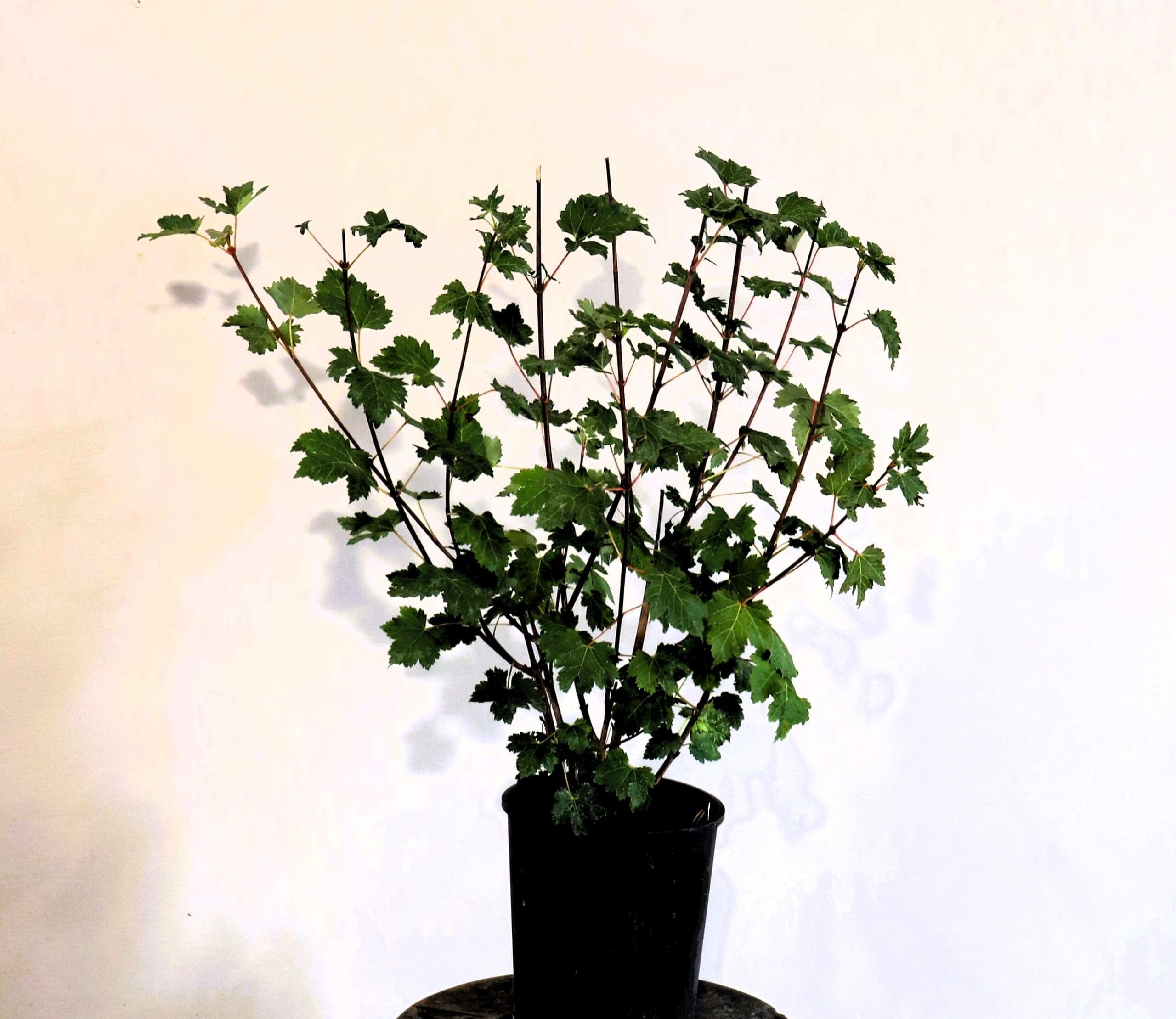 Acer glabrum M/S