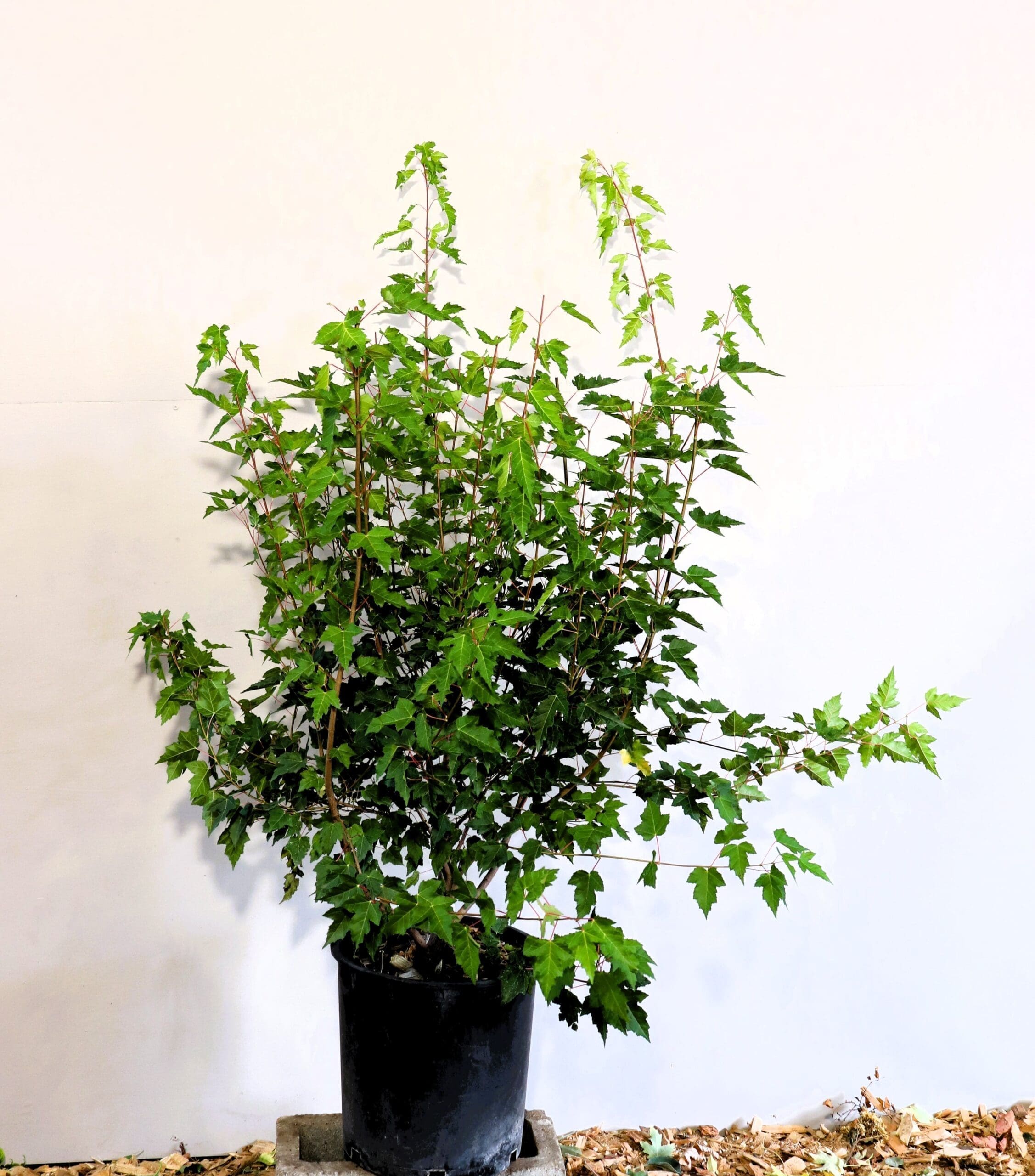 Acer glabrum M/S