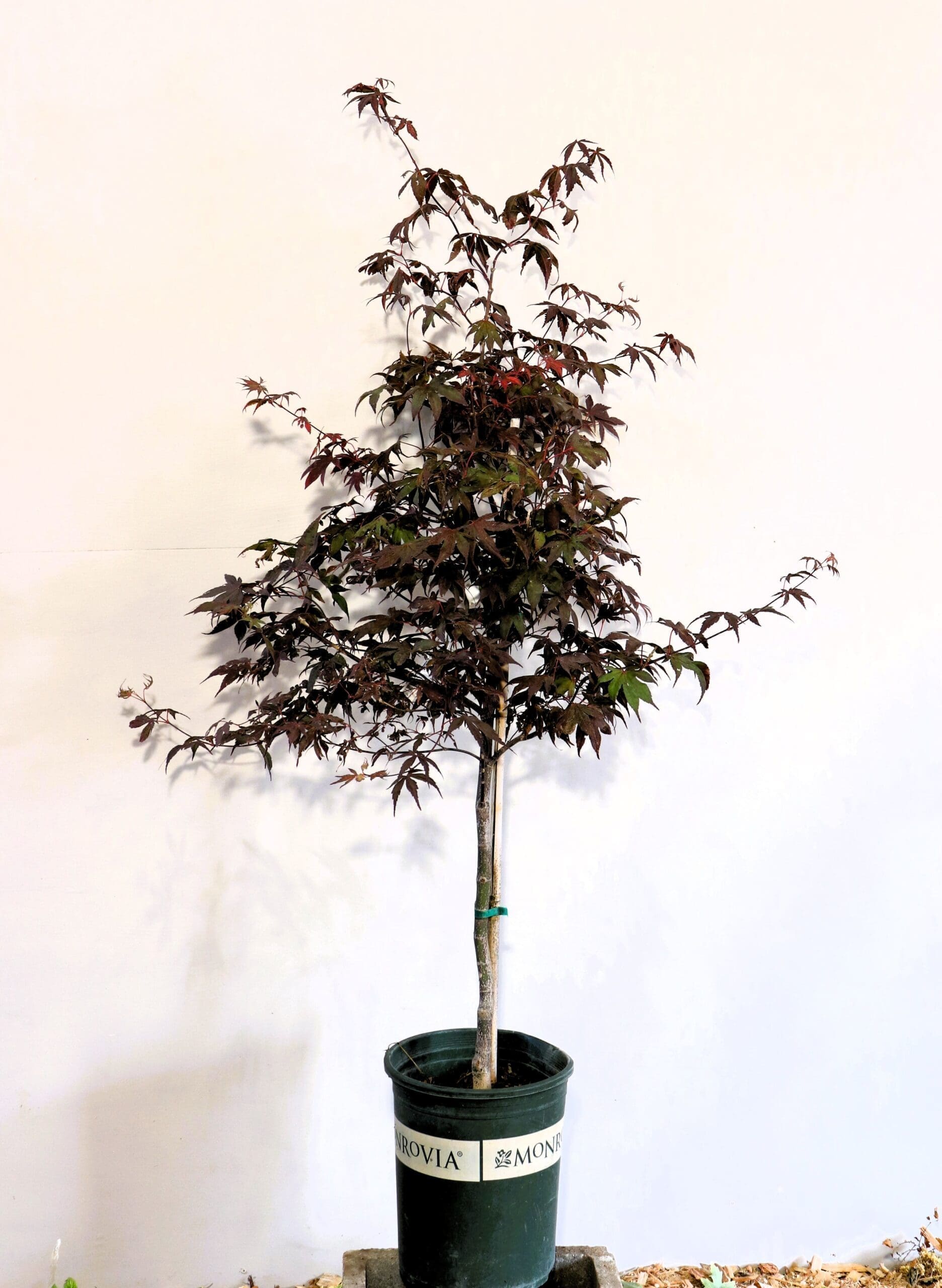 Acer palmatum 'Red Emperor'