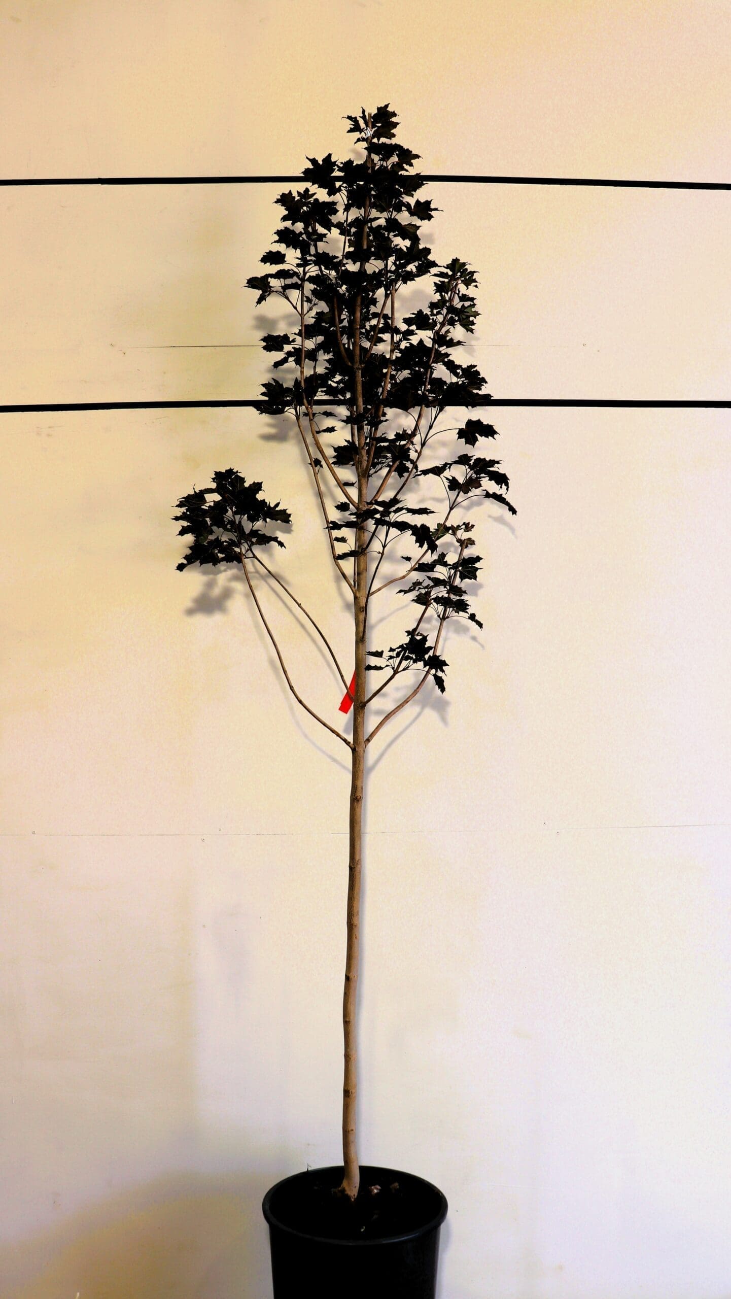 Acer platanoides 'Royal Red'