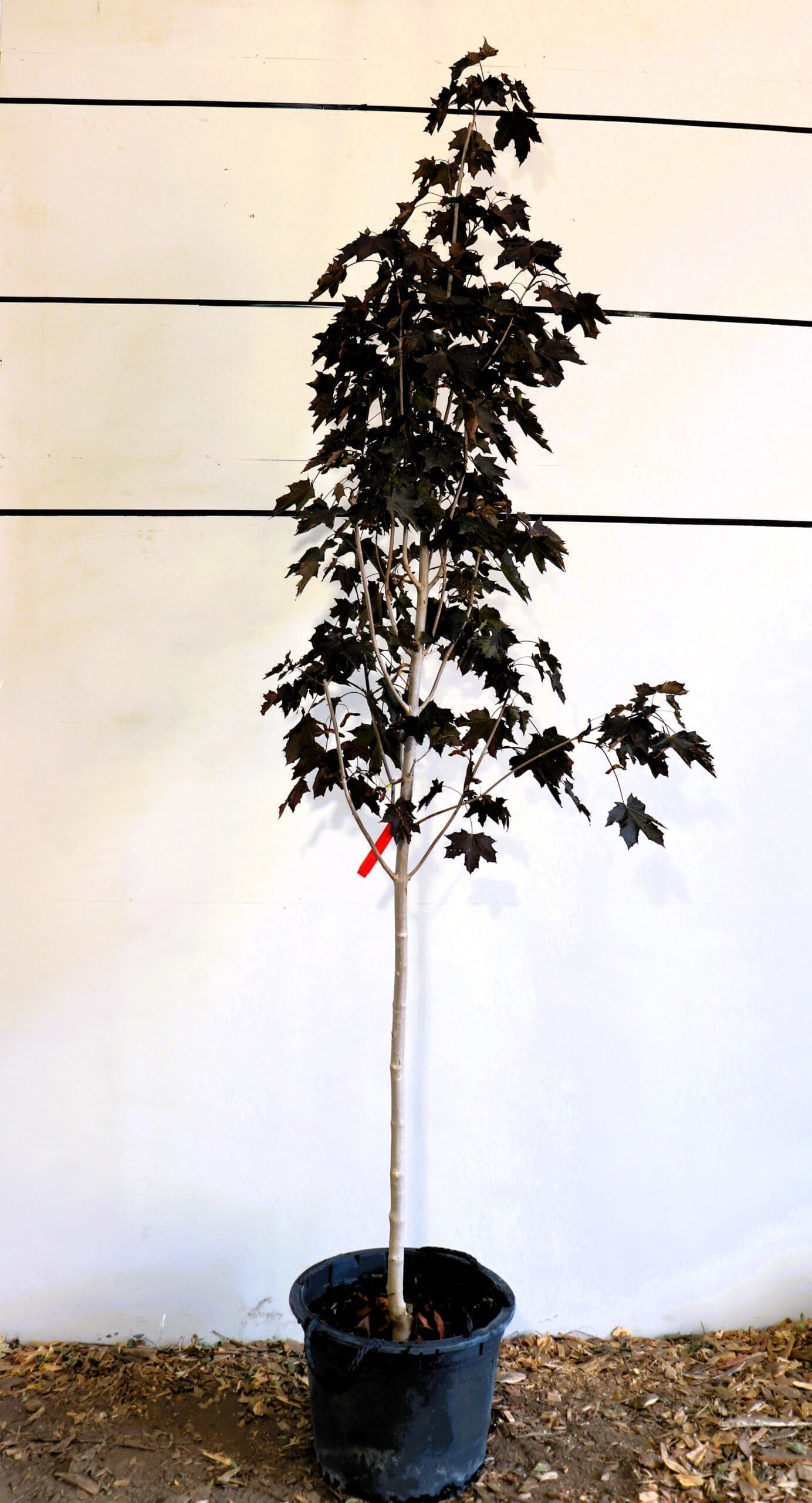 Acer platanoides 'Royal Red'