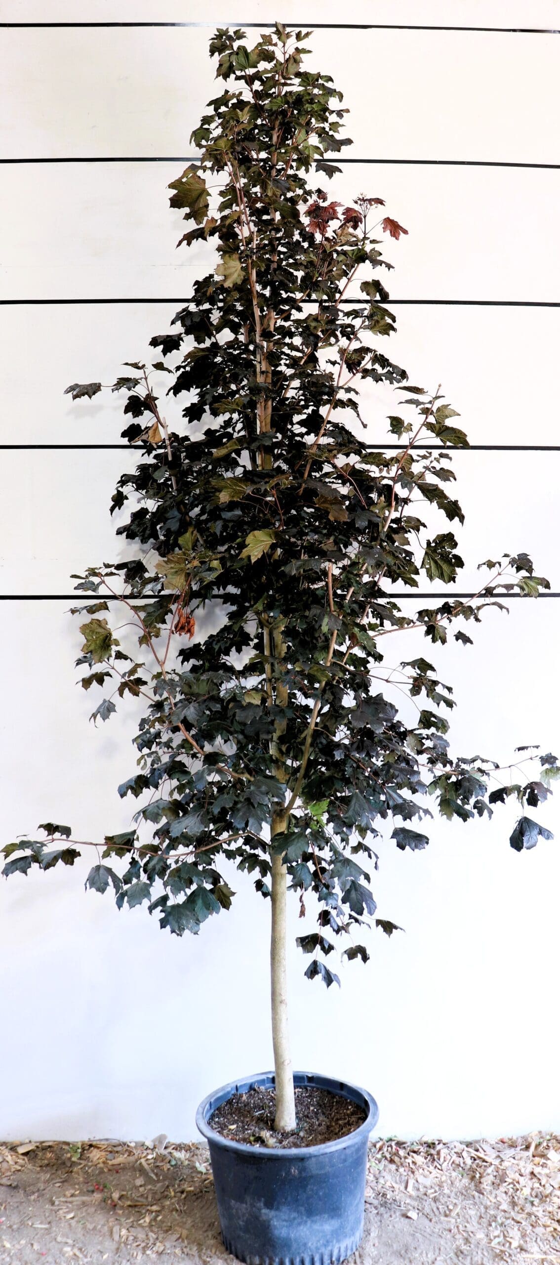 Acer platanoides 'Royal Red'