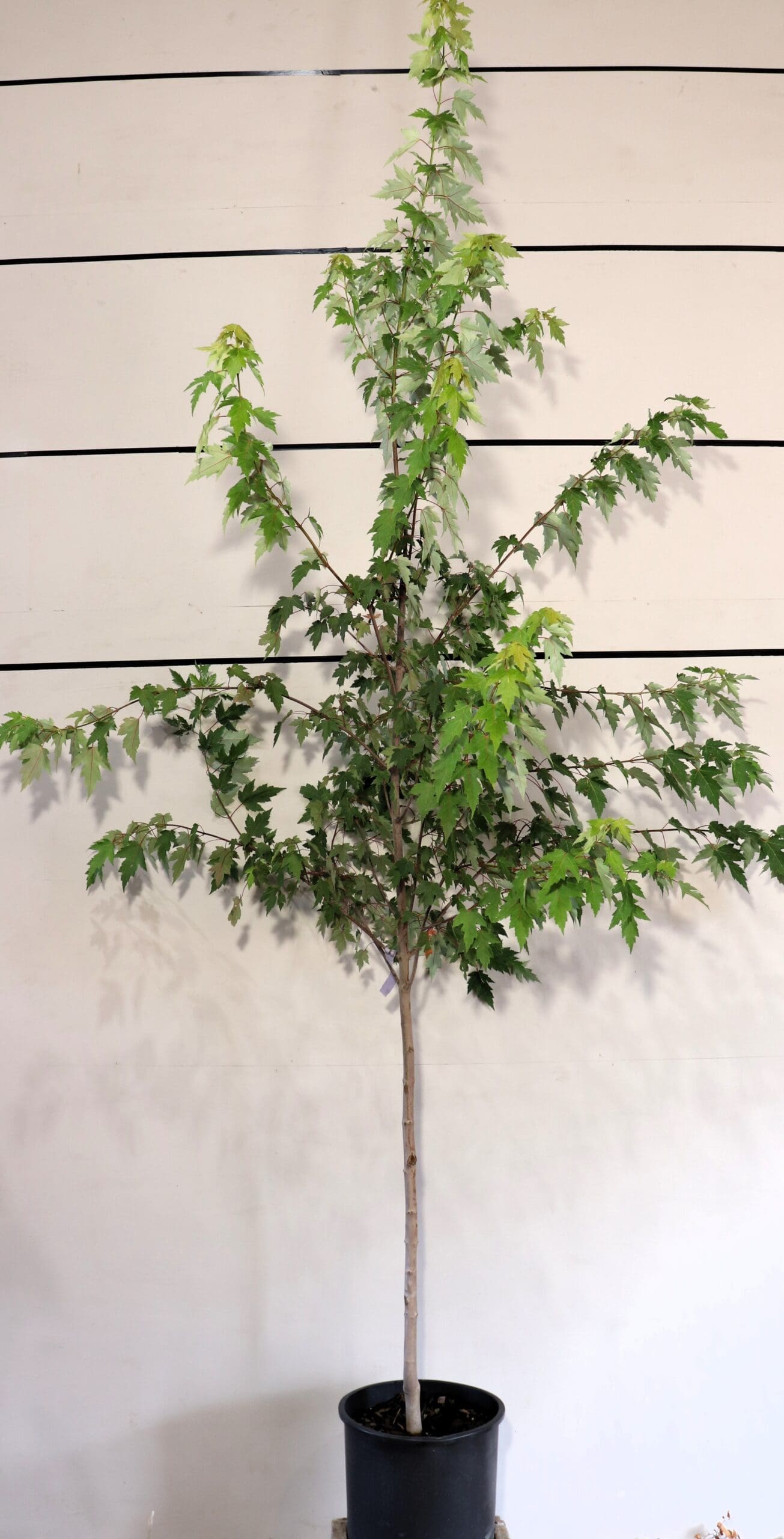 Acer x freemanii 'Sienna Glen'