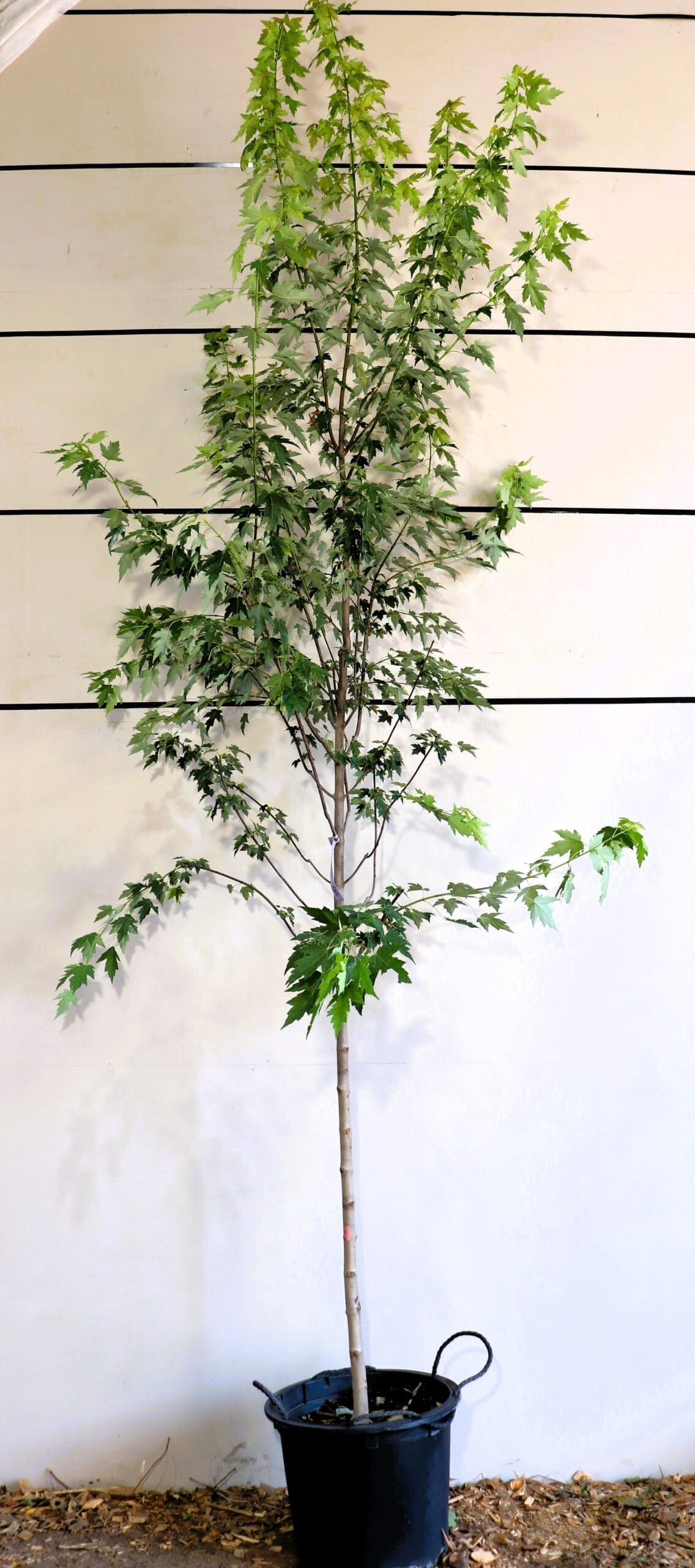 Acer x freemanii 'Sienna Glen'