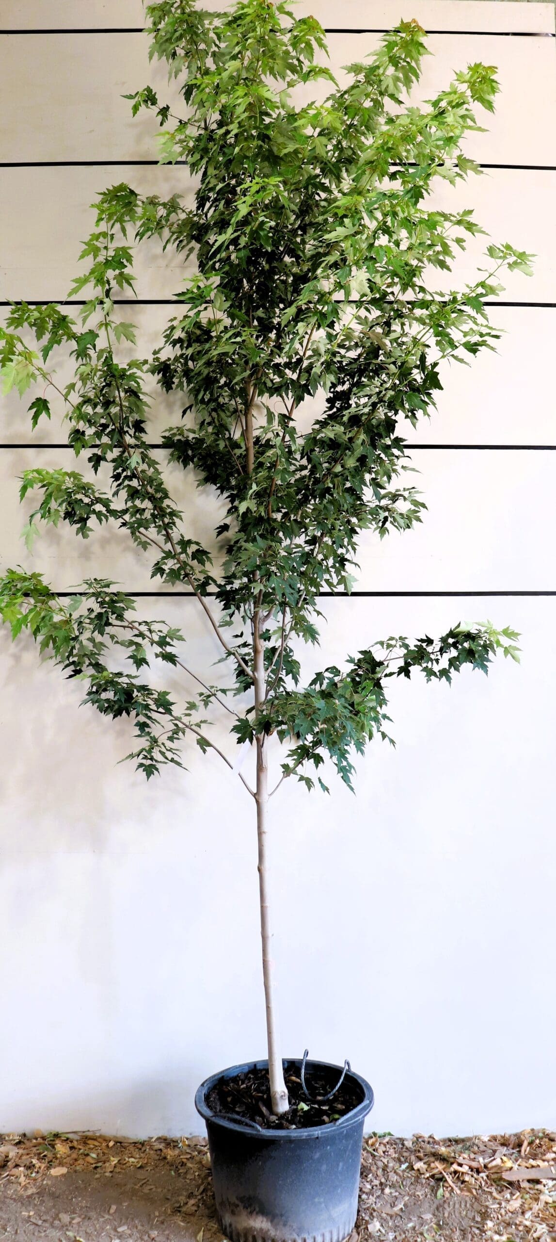 Acer x freemanii 'Sienna Glen'