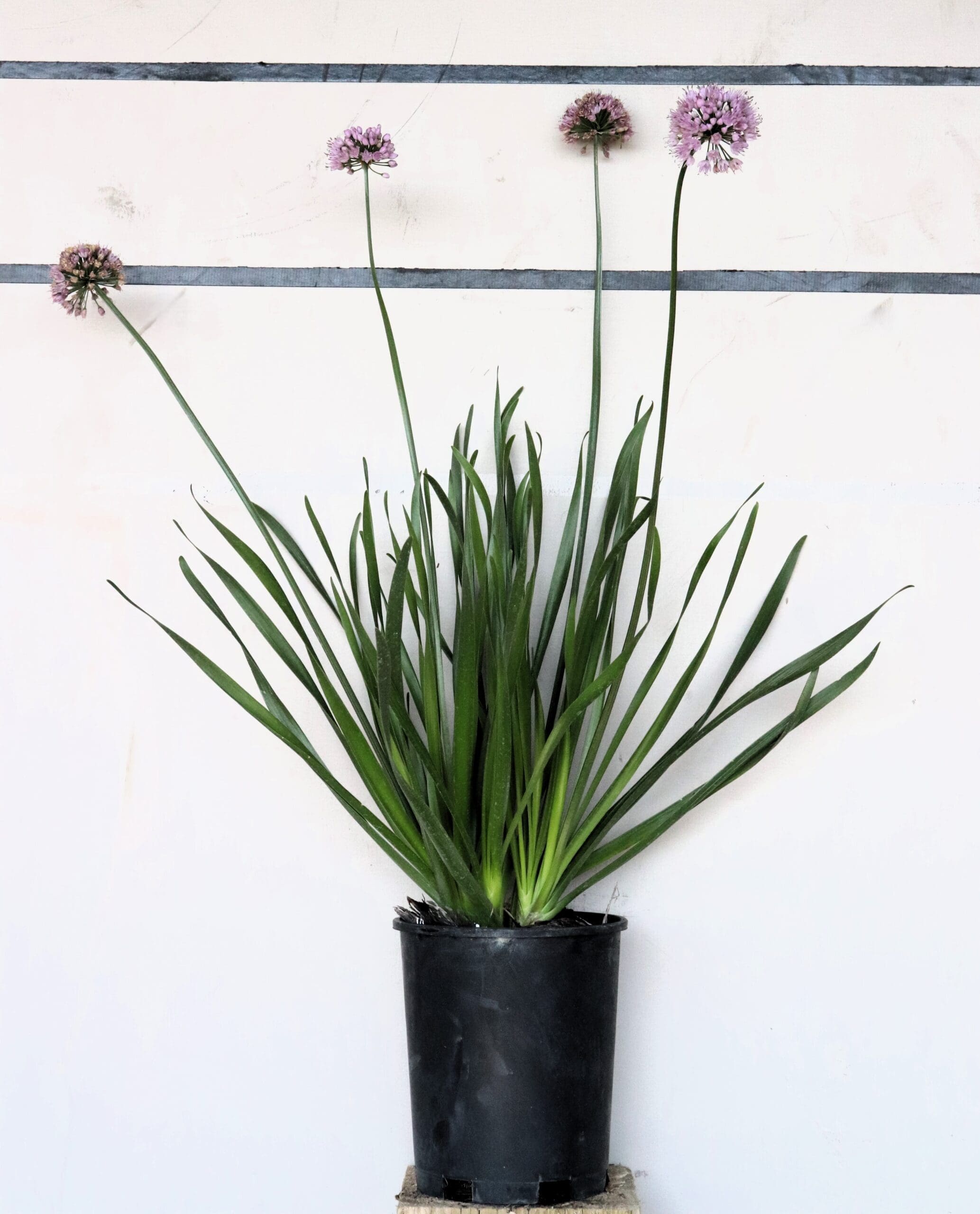 Allium lusitanicum 'Summer Beauty' - Summer Beauty Ornamental Onion