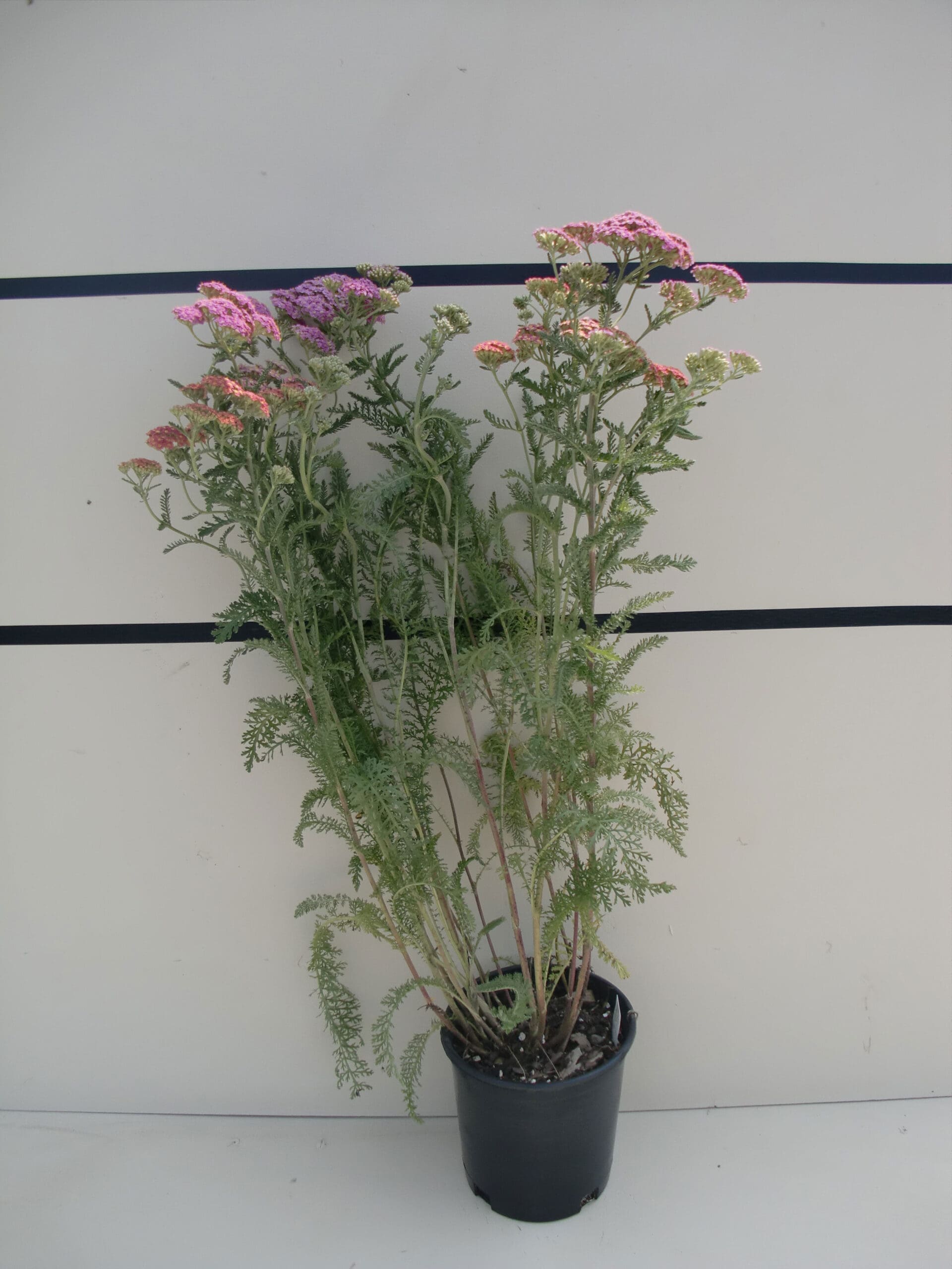 Achillea millefolium 'Summer Pastel' - Summer Pastels Yarrow
