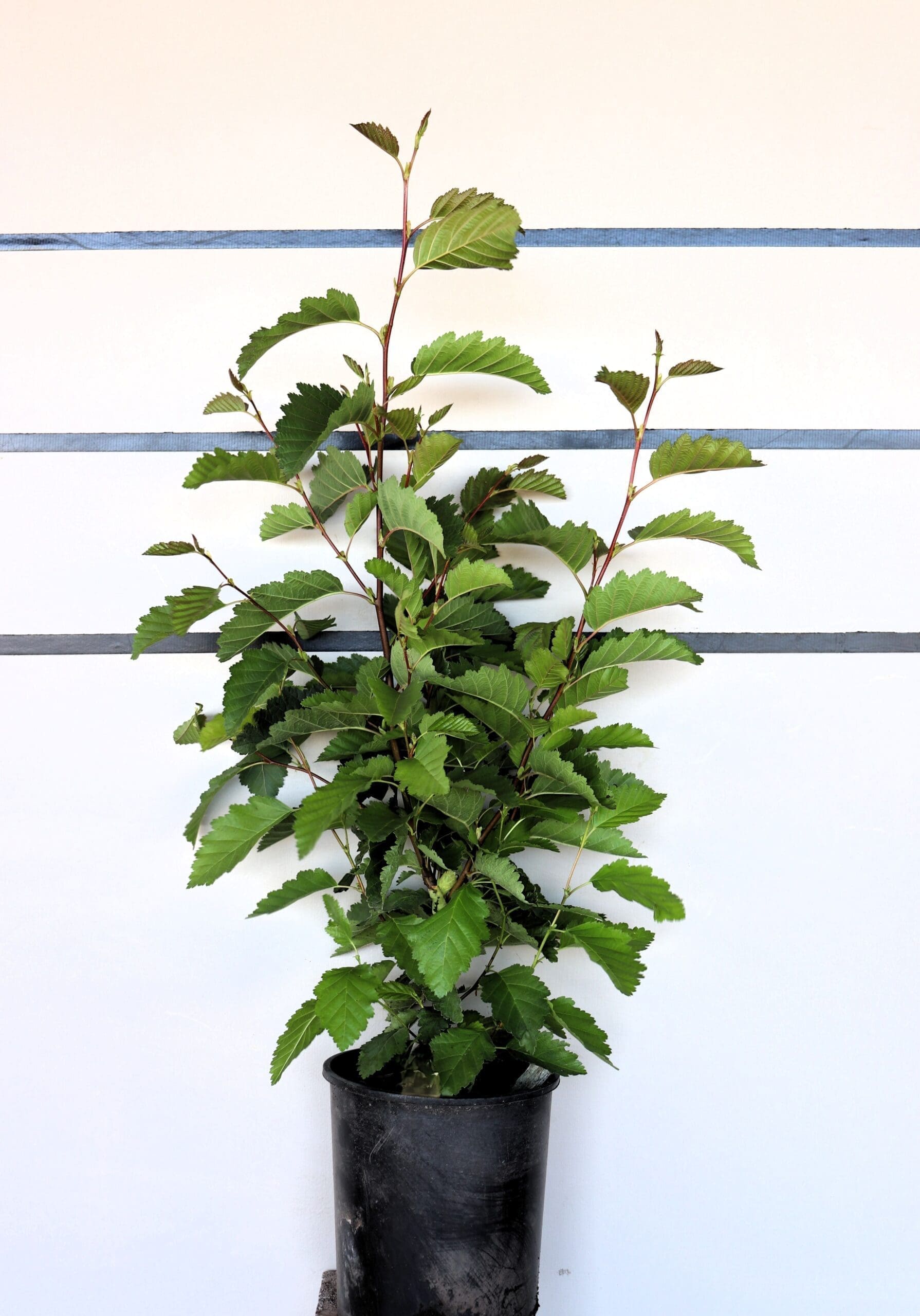 Alnus tenuifolia