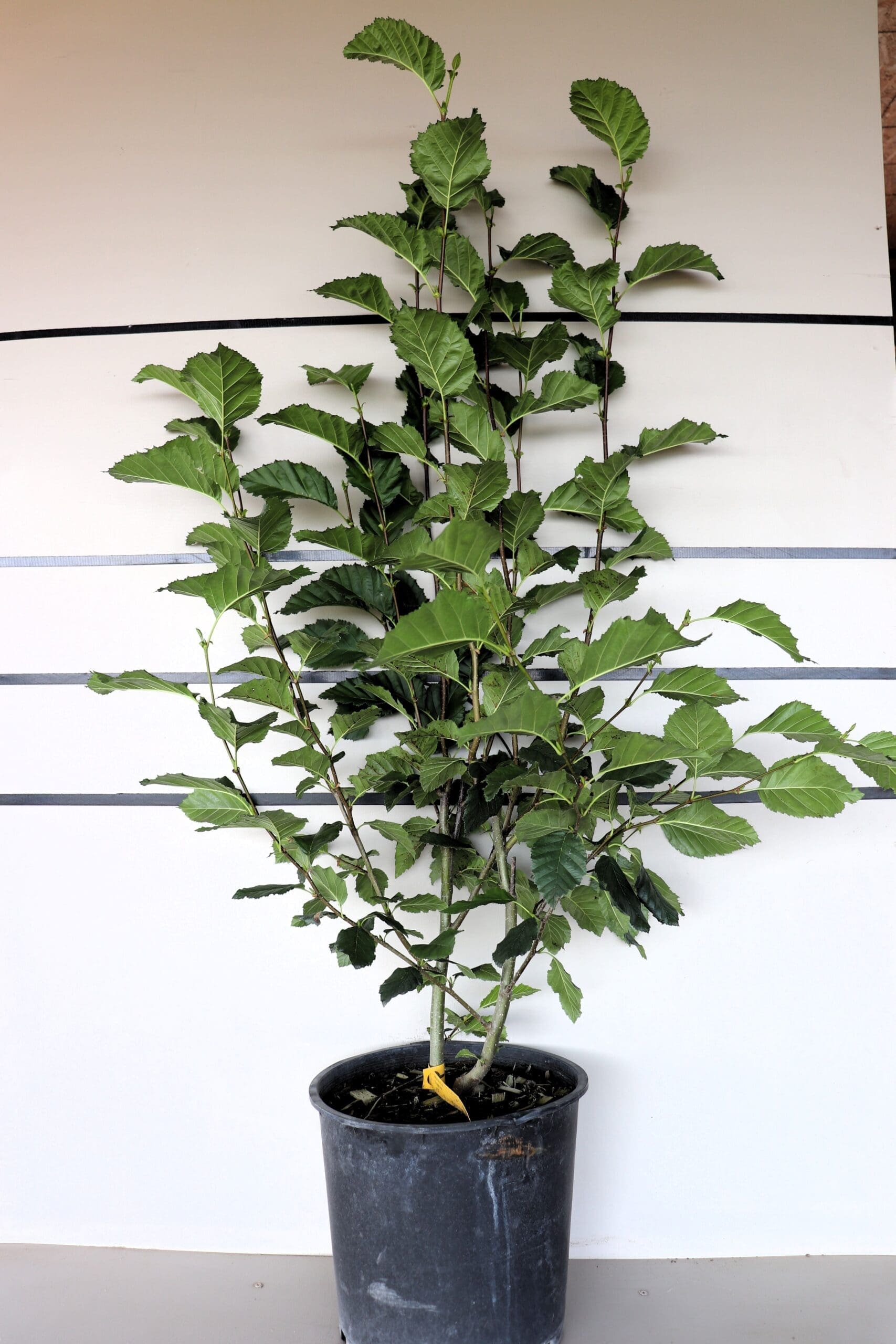 Alnus tenuifolia