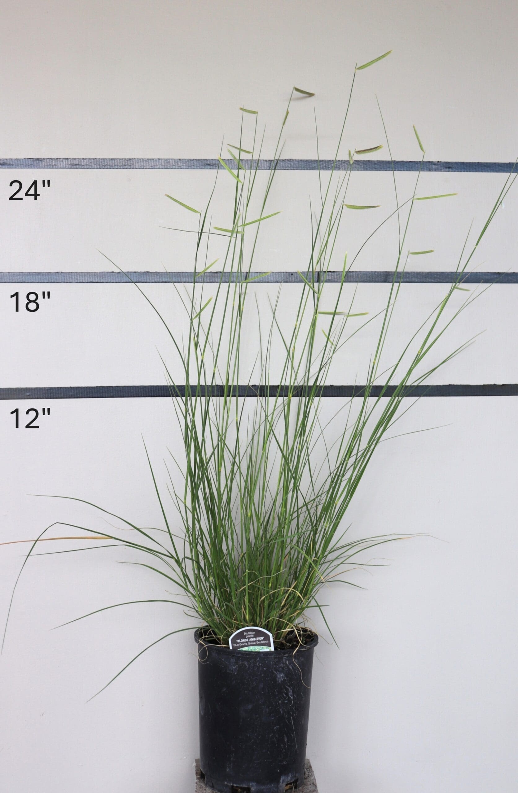 Bouteloua gracilis 'Blonde Ambition' - Blonde Ambition Blue Grama