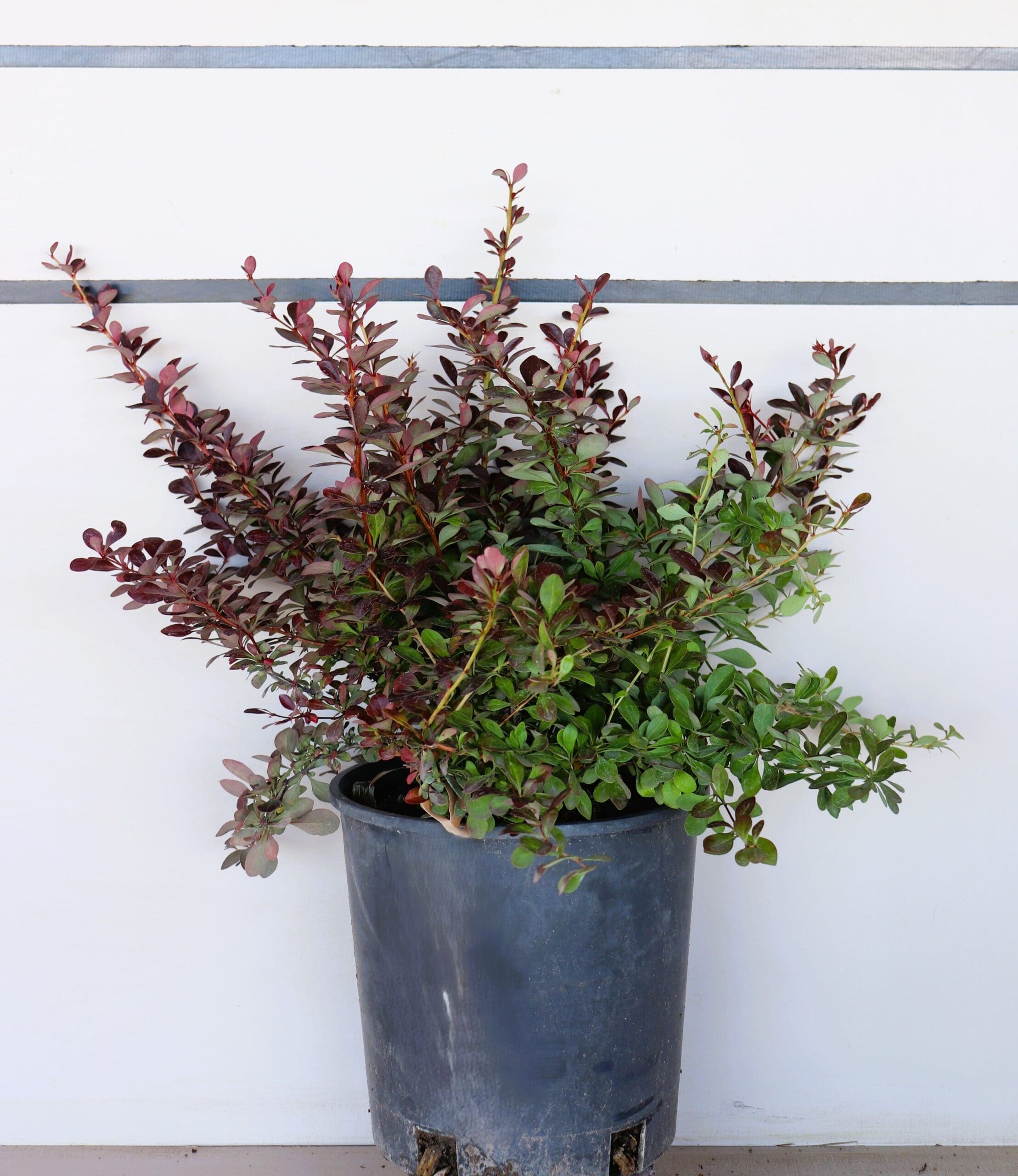 Berberis thunbergii 'Crimson Pygmy'