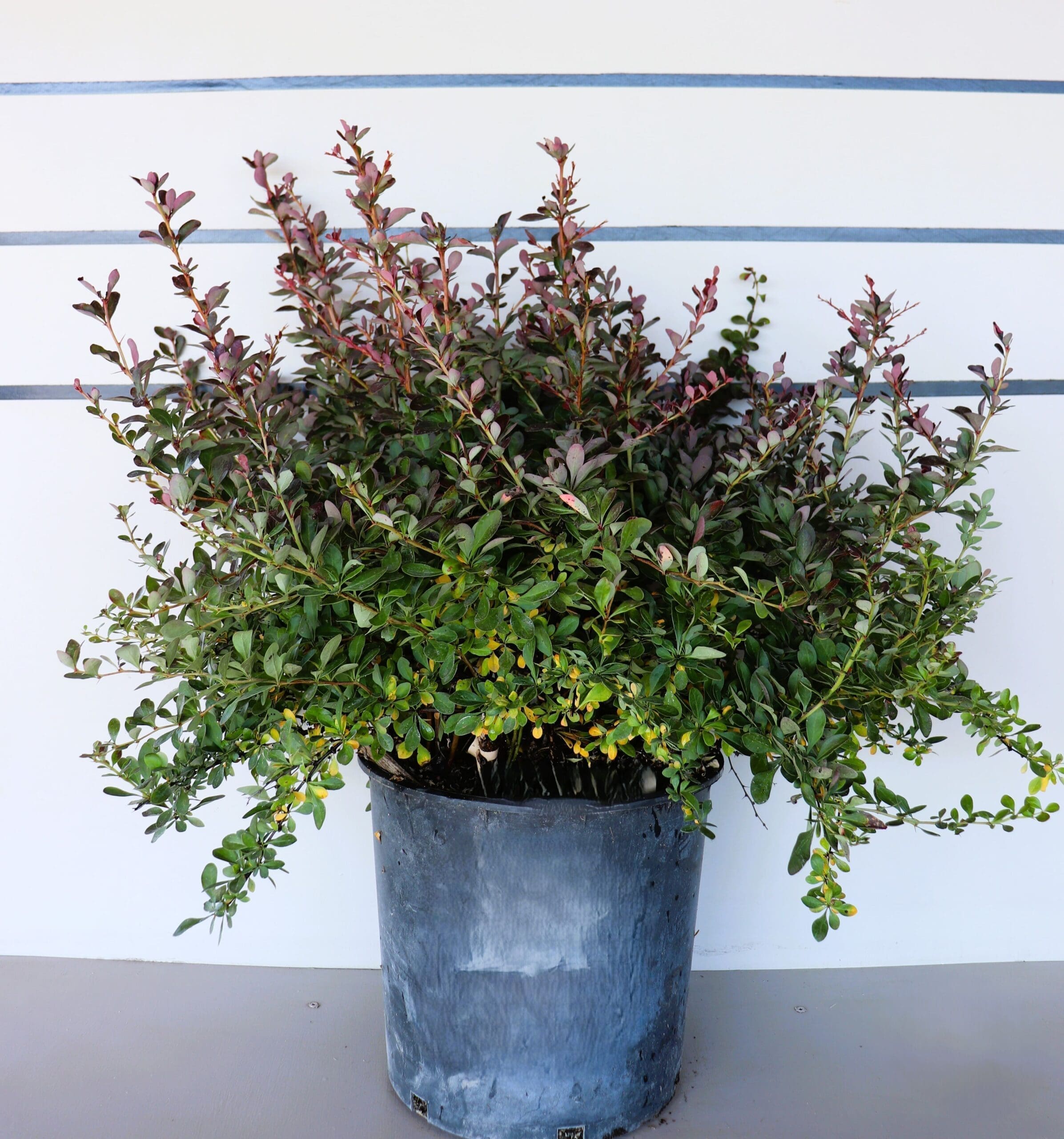 Berberis thunbergii 'Crimson Pygmy'
