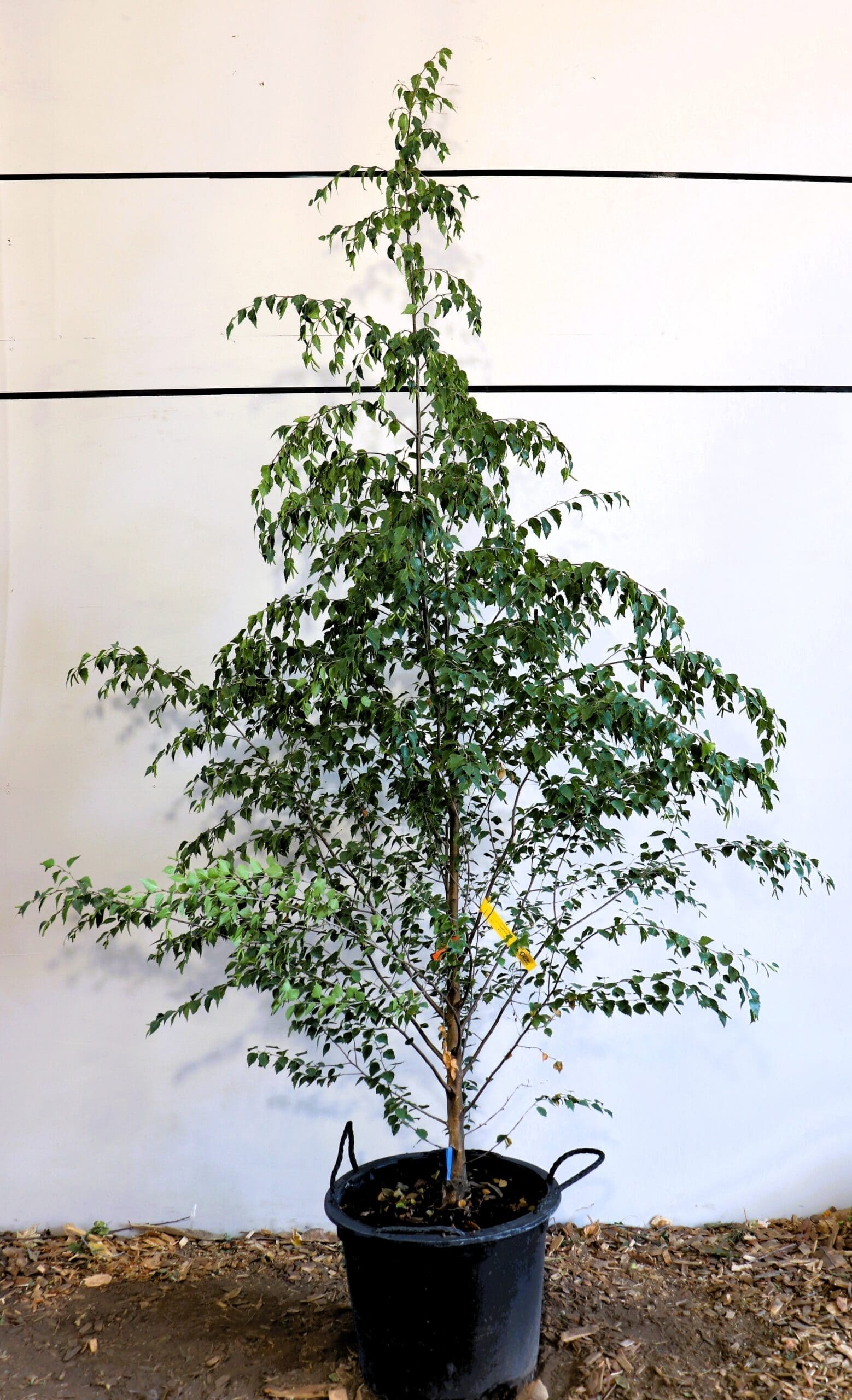 Betula platyphylla 'Fargo'