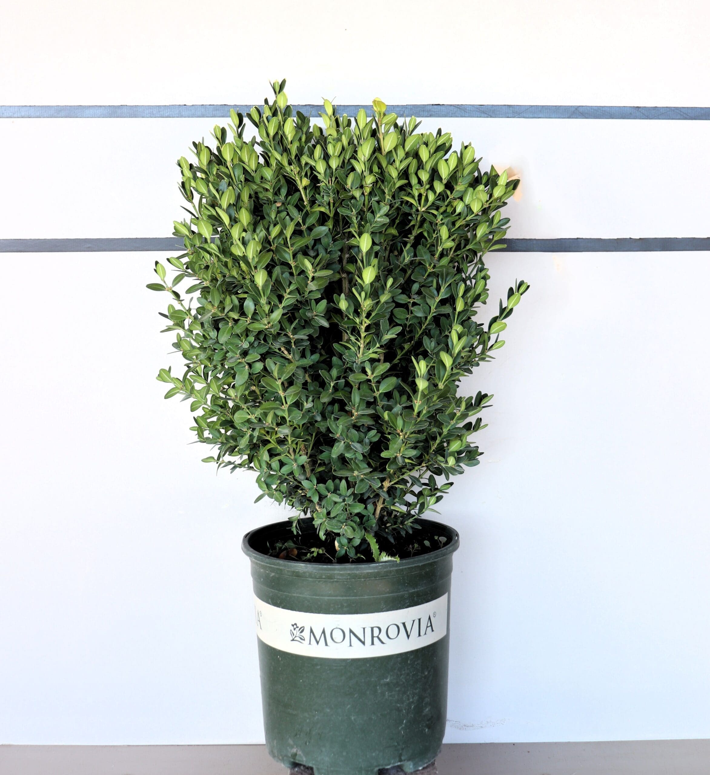 Buxus 'Green Mountain'