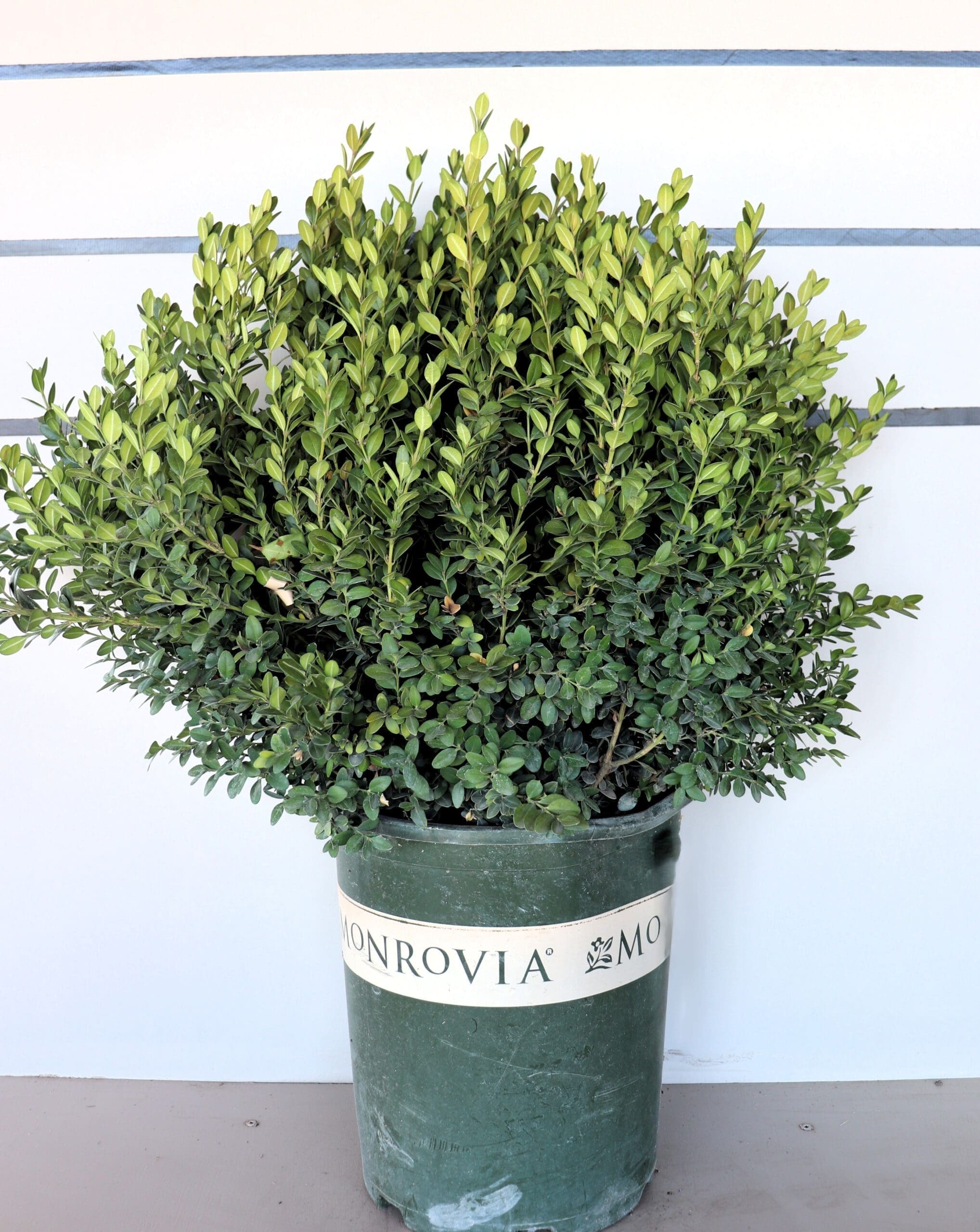 Buxus 'Green Mountain'