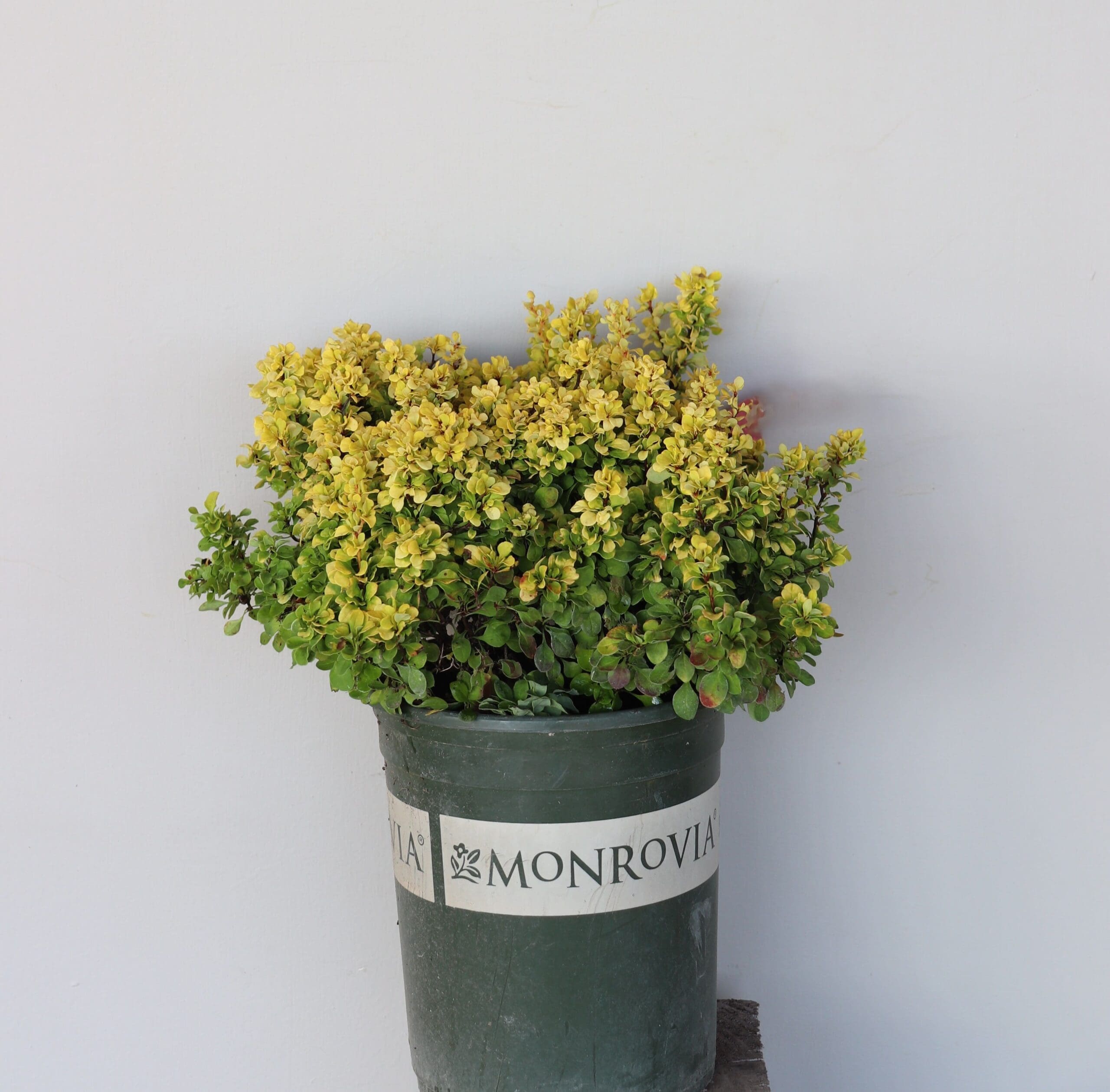 Berberis thunbergii 'Monlers'