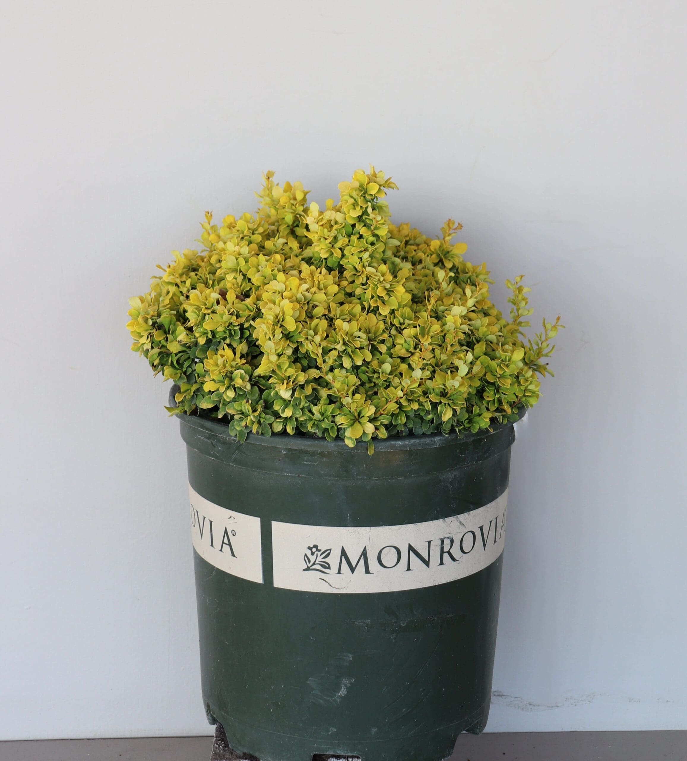 Berberis thunbergii 'Monlers'
