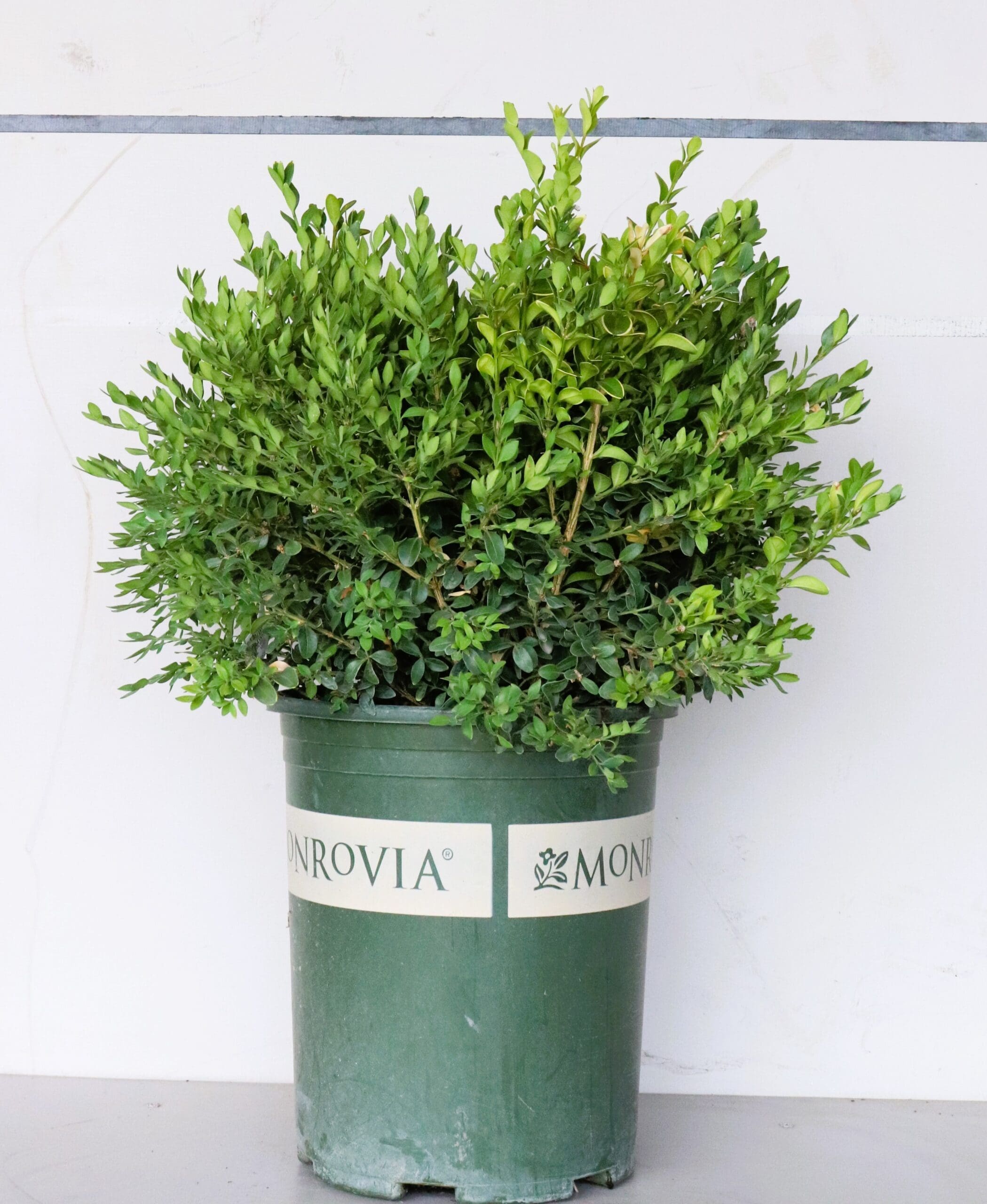 Buxus x 'Green Velvet'
