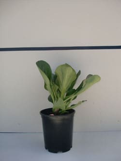 Bergenia cordifolia - Heartleaf Bergenia
