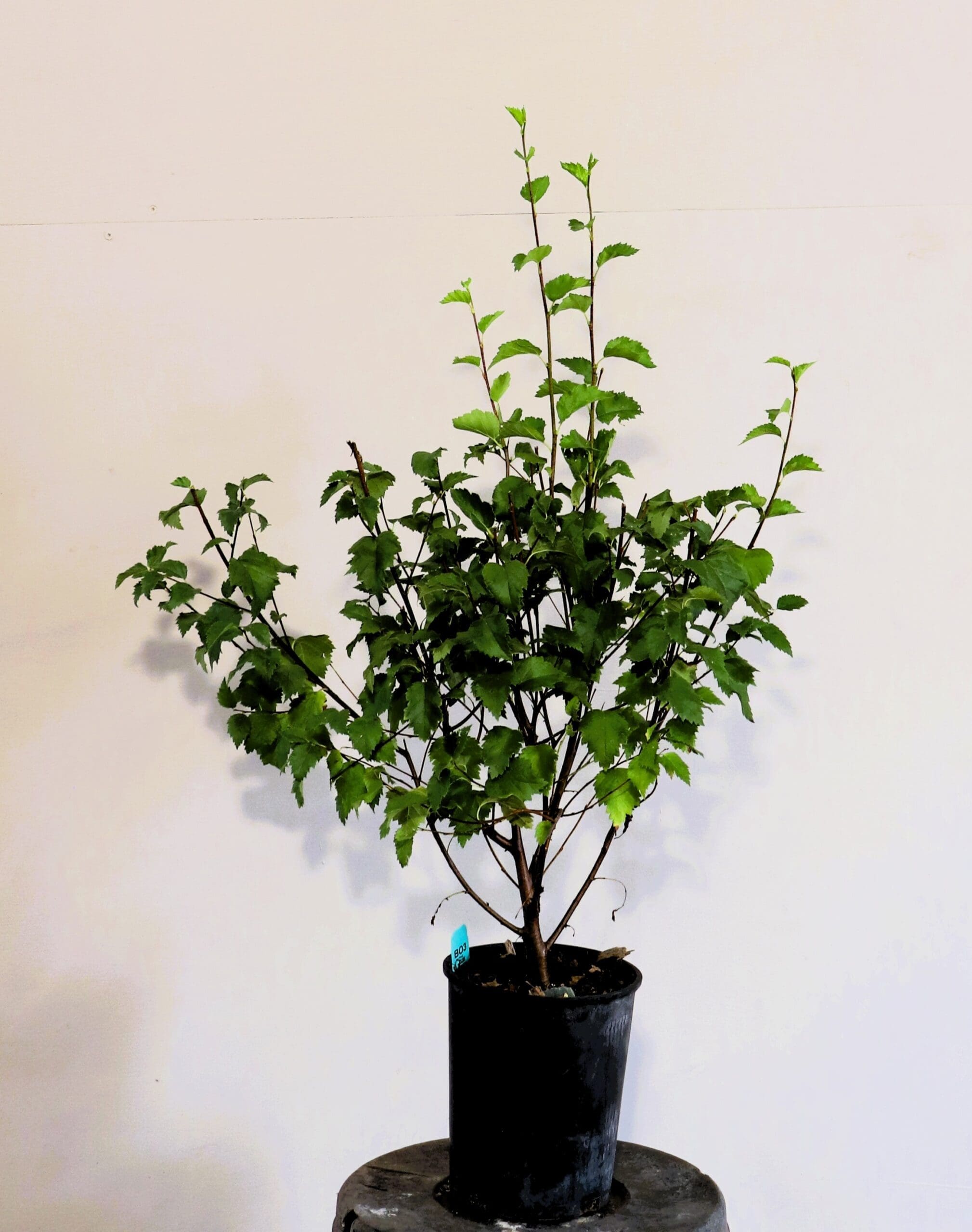 Betula occidentalis (Betula fontinalis) M/S