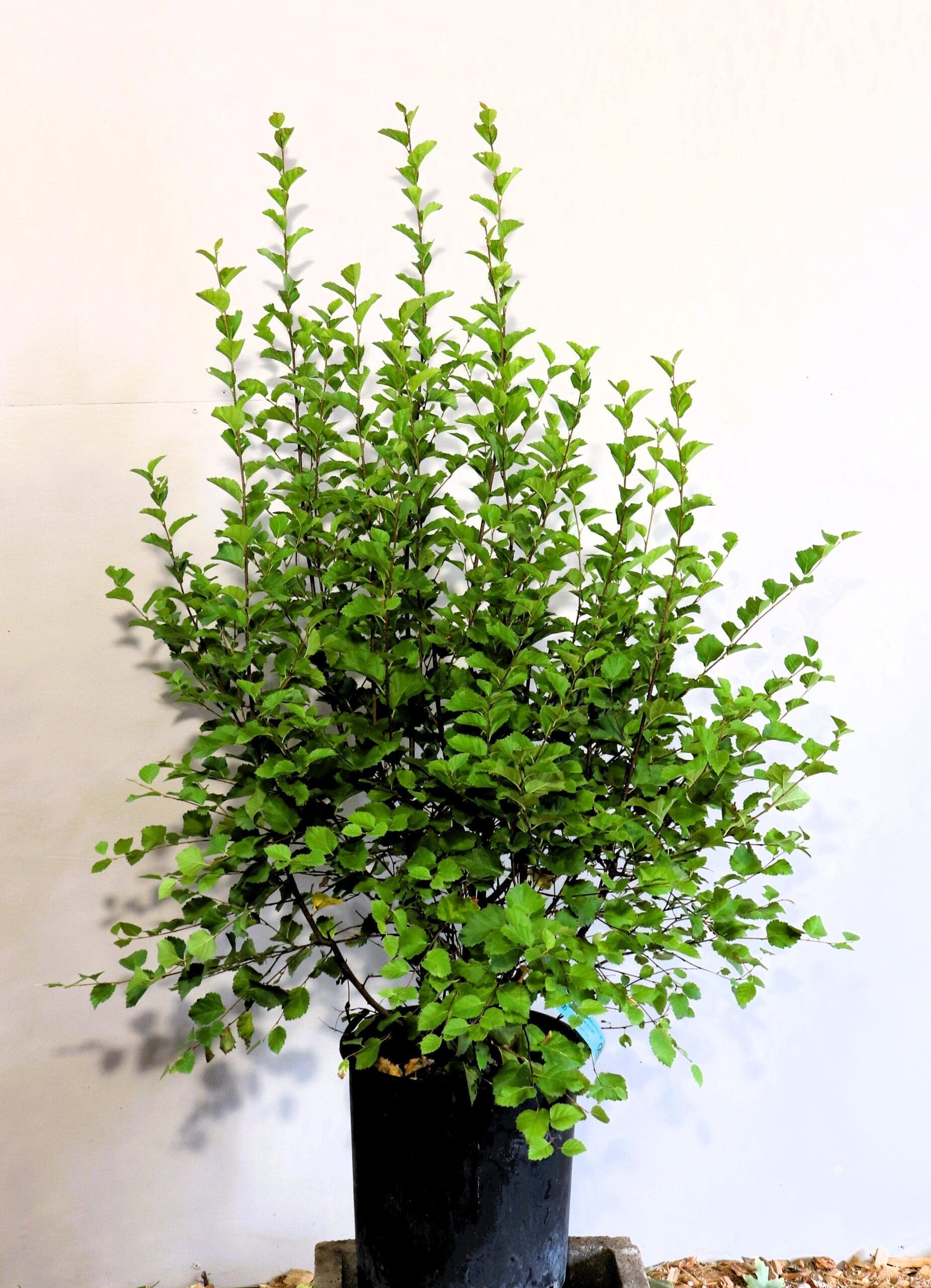 Betula occidentalis (Betula fontinalis) M/S
