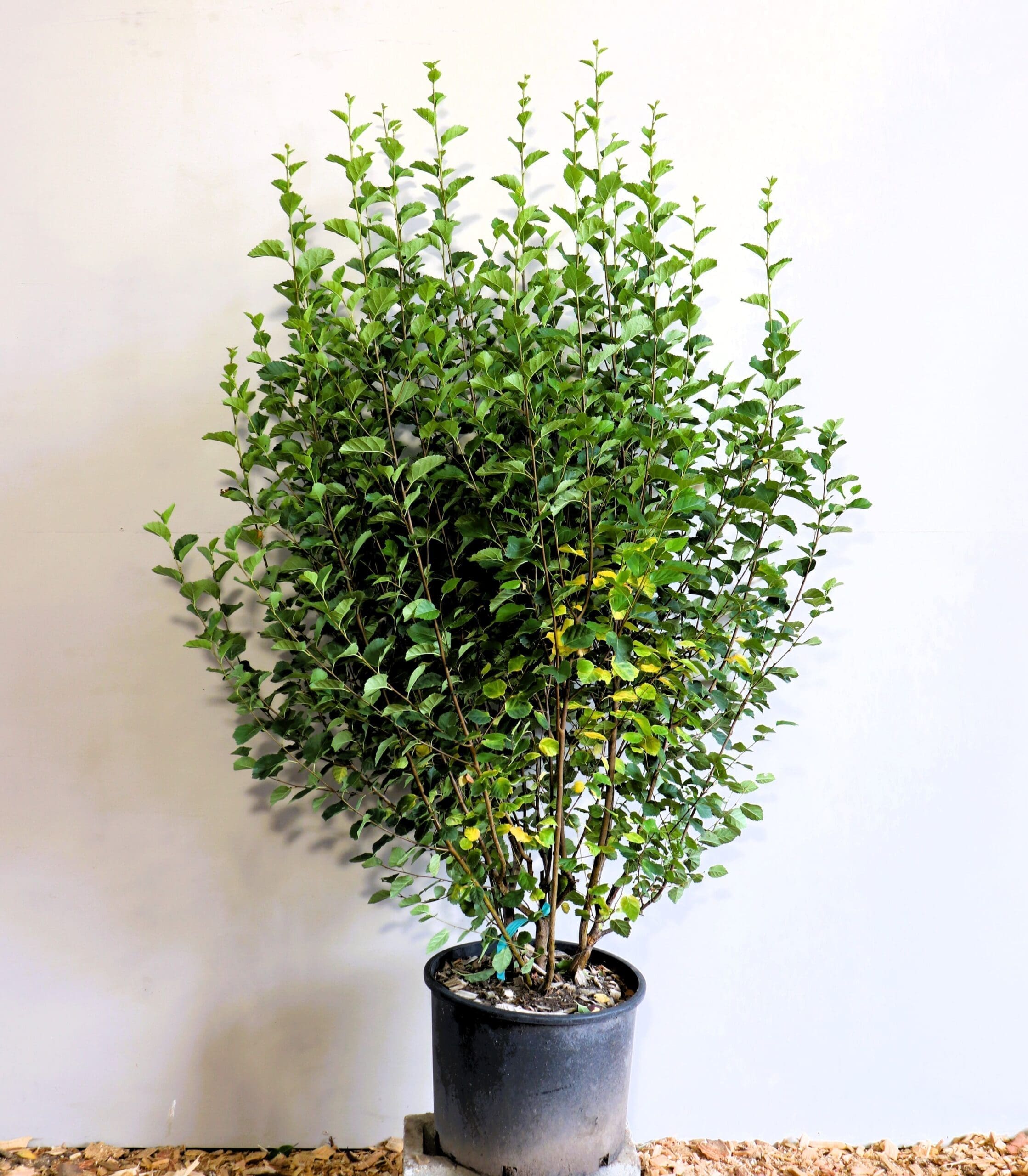 Betula occidentalis (Betula fontinalis) M/S