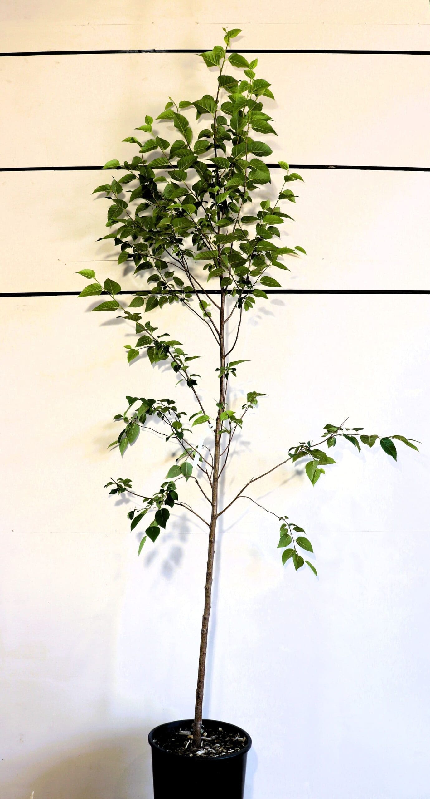 Betula papyrifera S/S